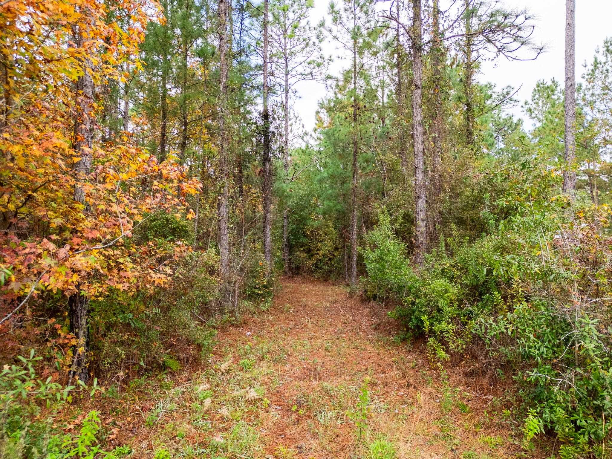 Pine Bluff Trail, Tallahassee, Florida image 16