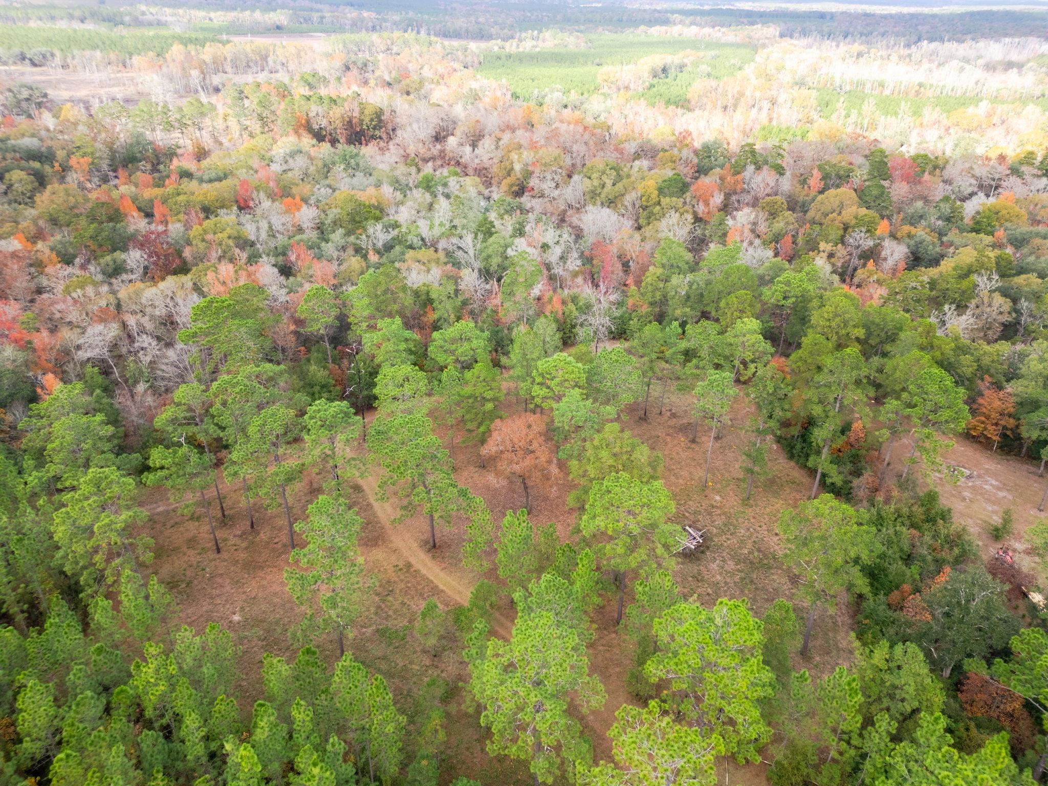 Pine Bluff Trail, Tallahassee, Florida image 3