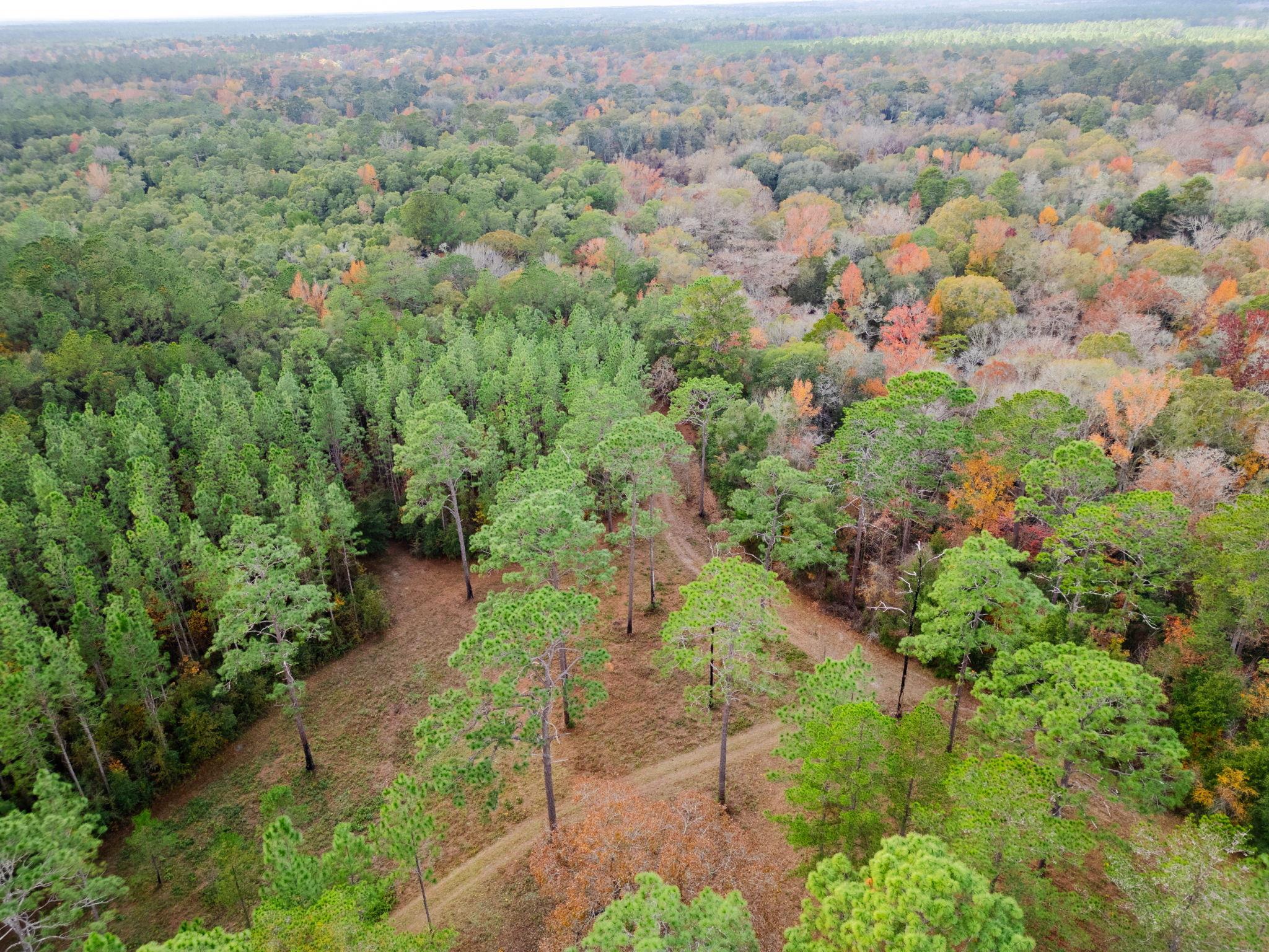 Pine Bluff Trail, Tallahassee, Florida image 7