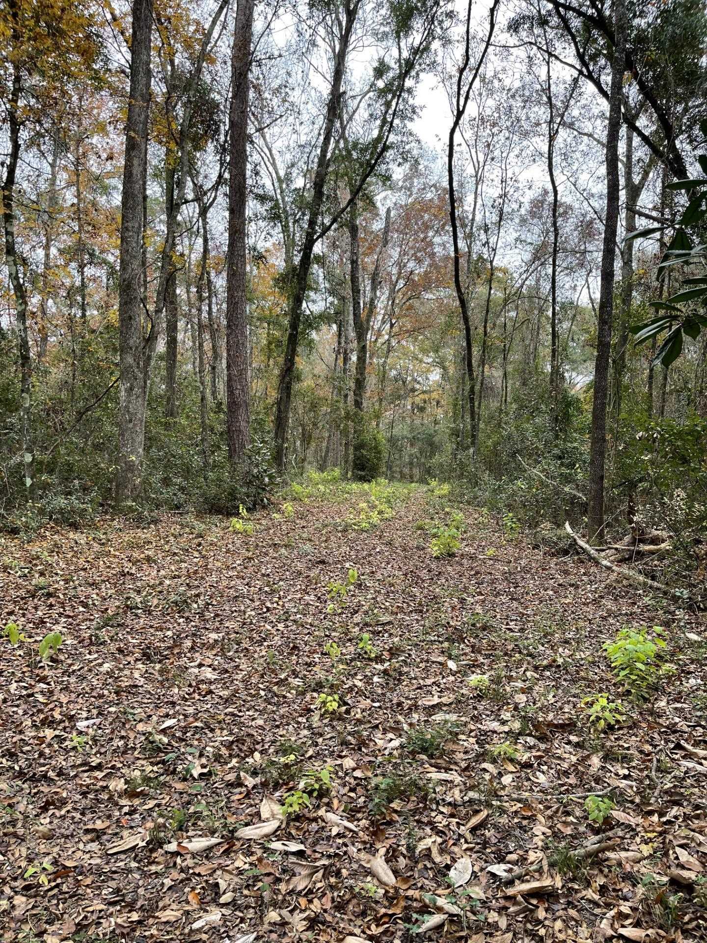 Old Bainbridge Road, Tallahassee, Florida image 1