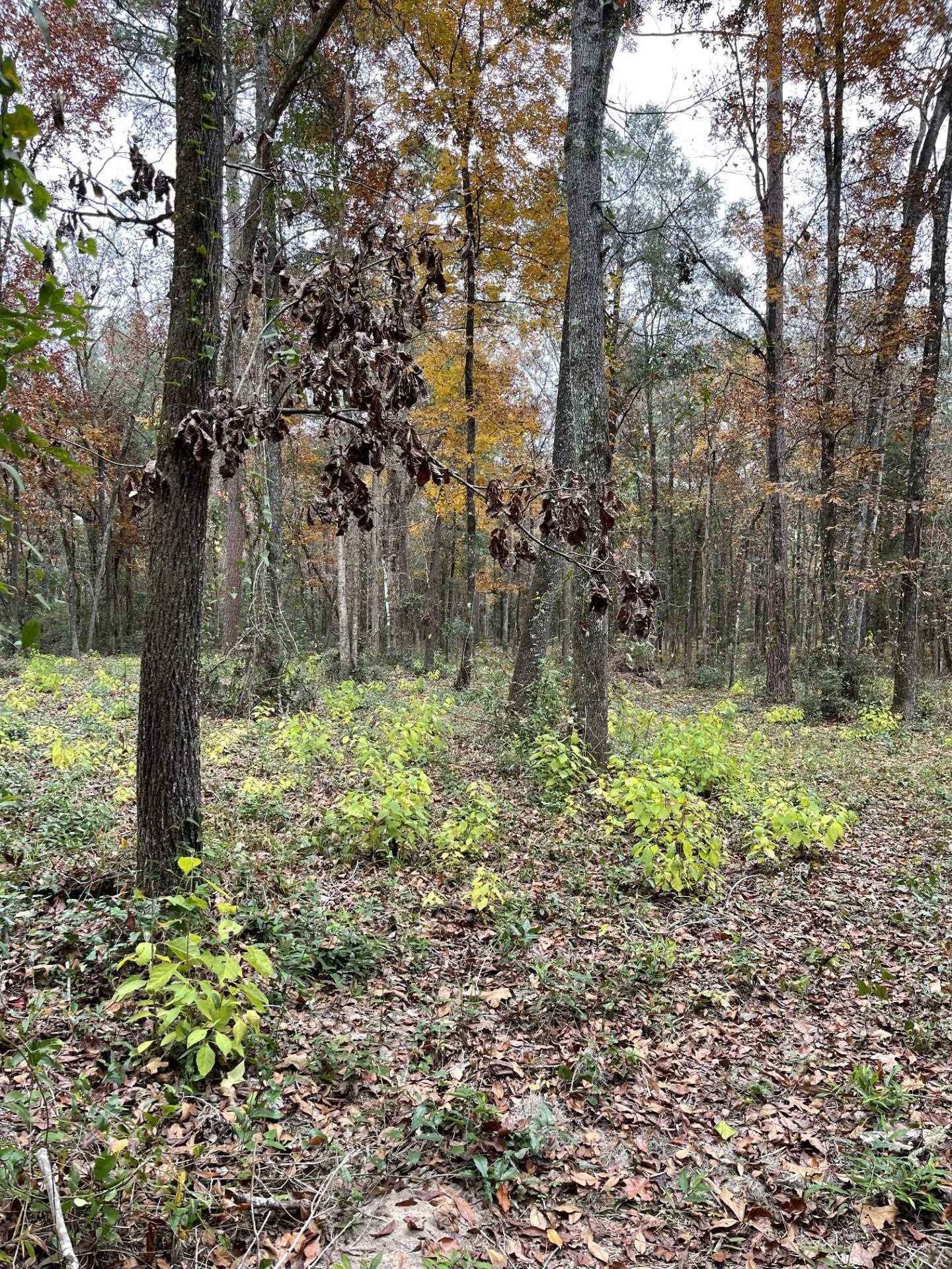 Old Bainbridge Road, Tallahassee, Florida image 3