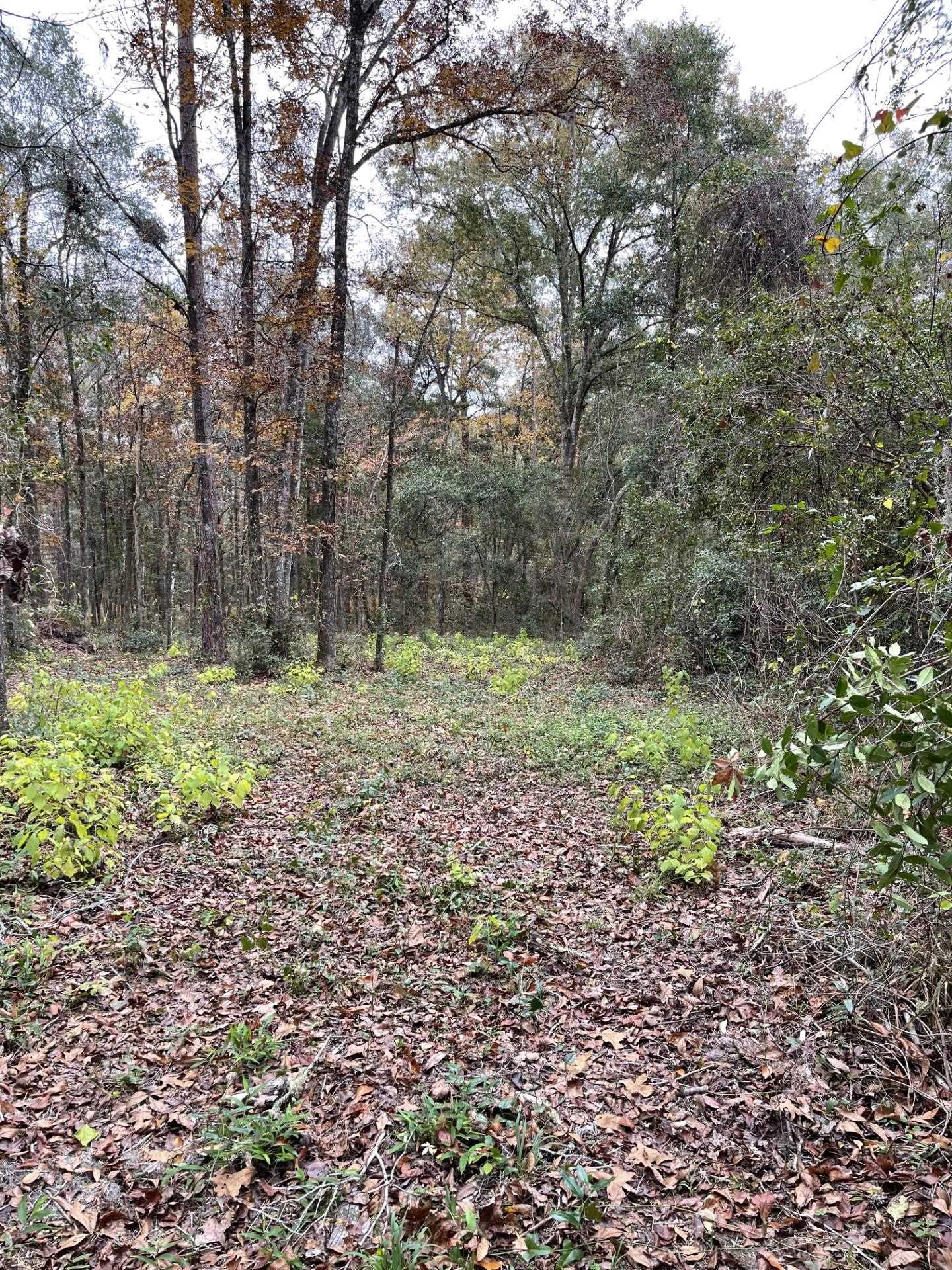 Old Bainbridge Road, Tallahassee, Florida image 4