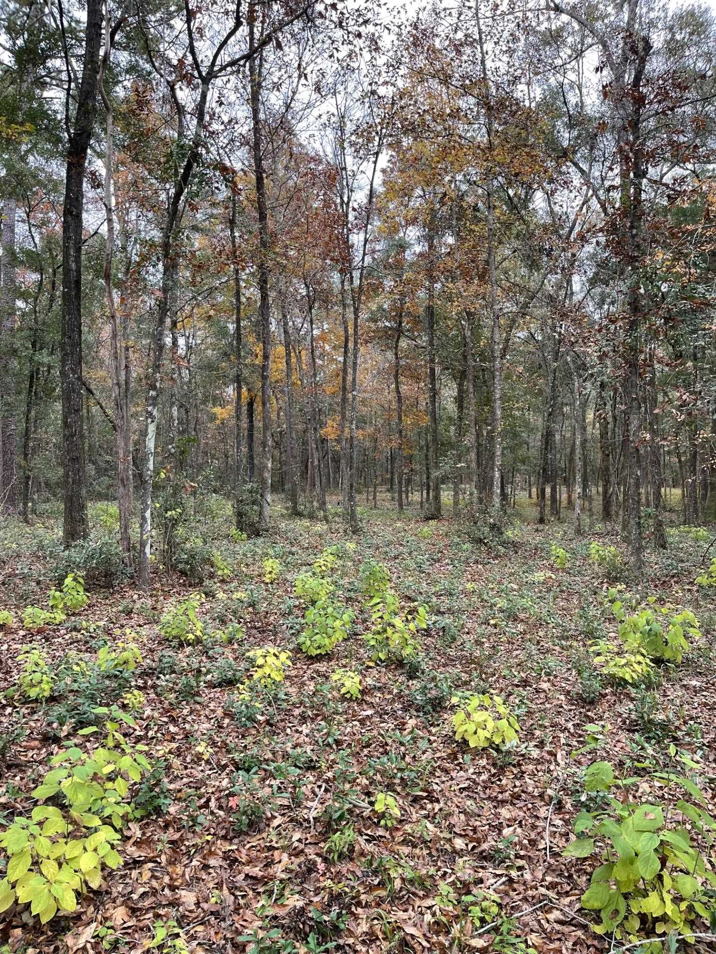 Old Bainbridge Road, Tallahassee, Florida image 5