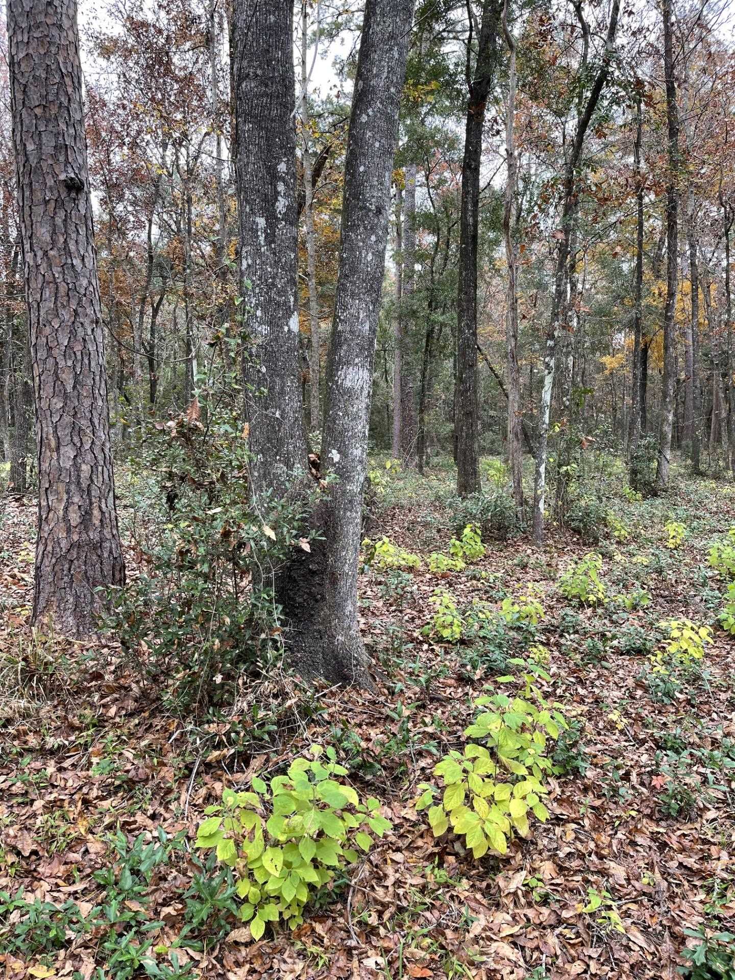 Old Bainbridge Road, Tallahassee, Florida image 6