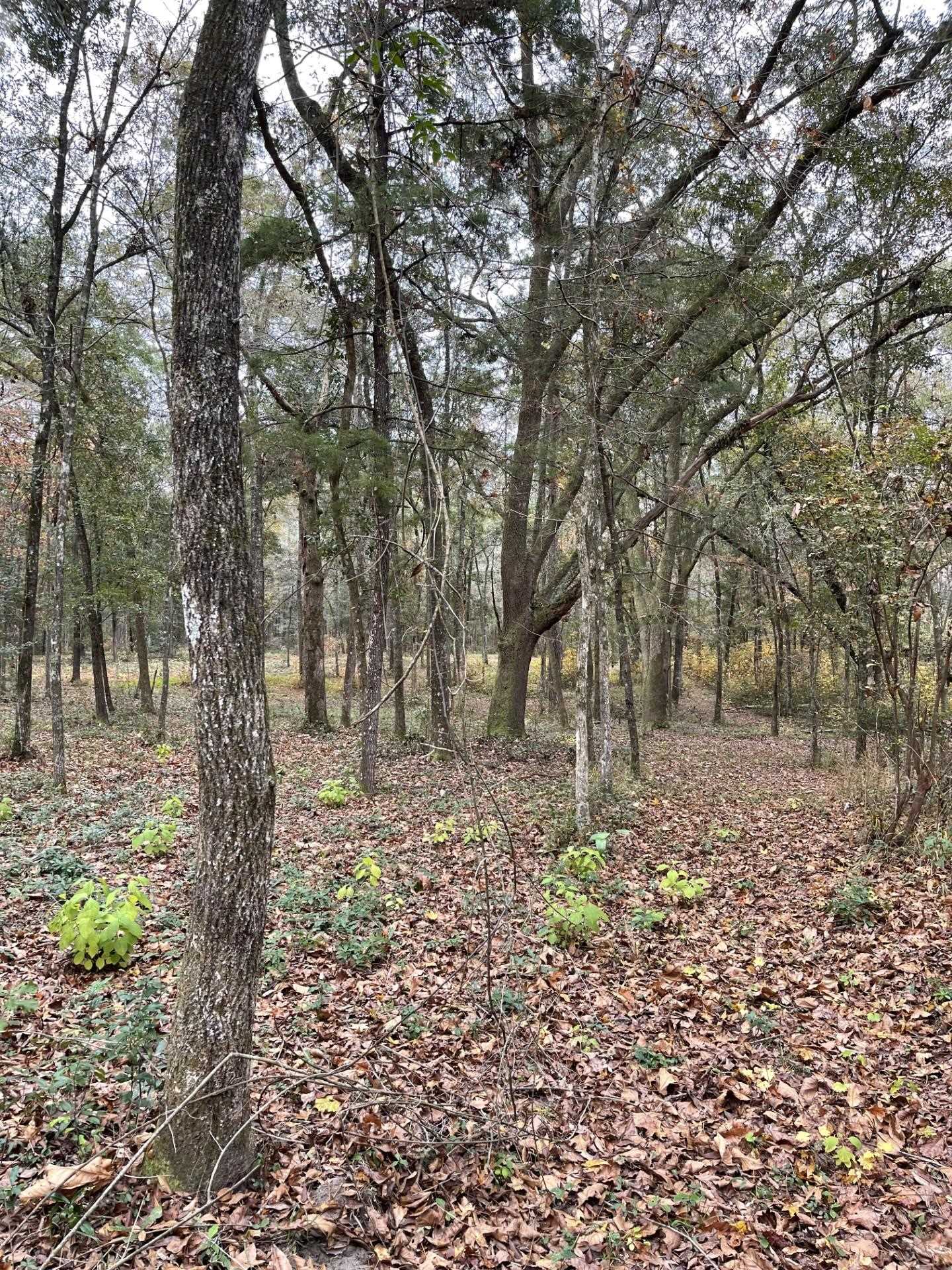 Old Bainbridge Road, Tallahassee, Florida image 8