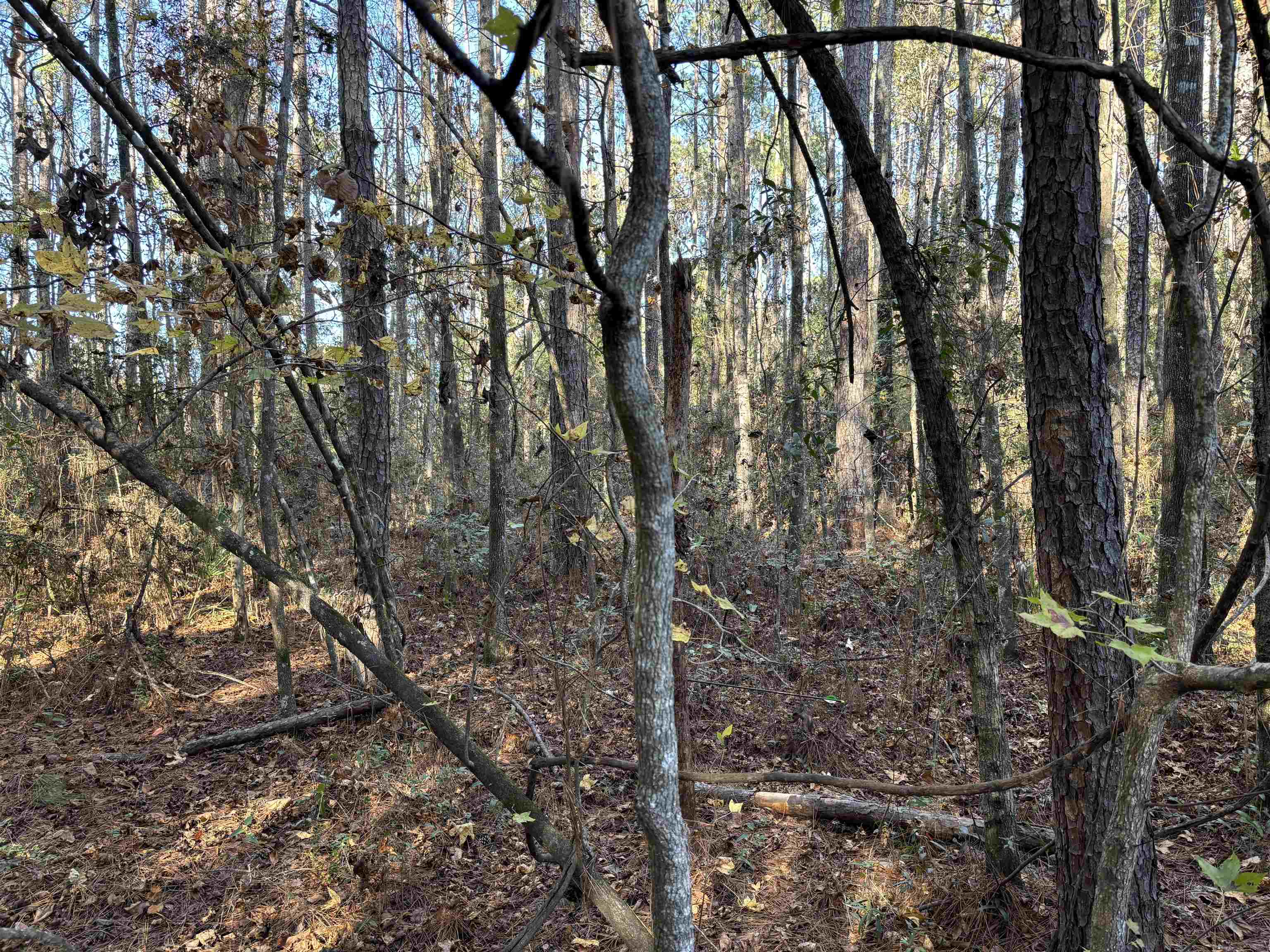 Lot 6 Magpie Trail, Crawfordville, Florida image 2