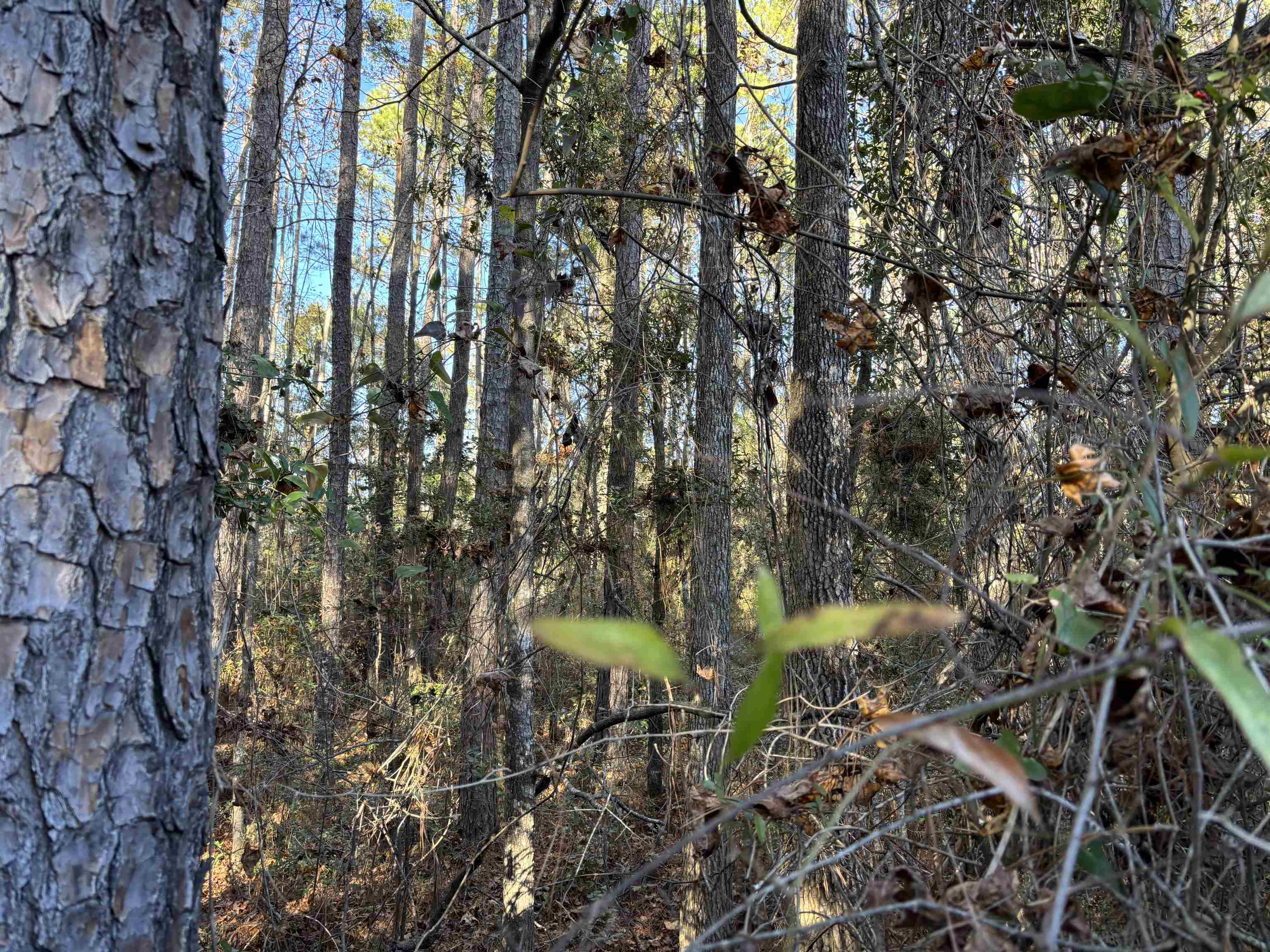 Lot 7 Magpie Trail, Crawfordville, Florida image 2