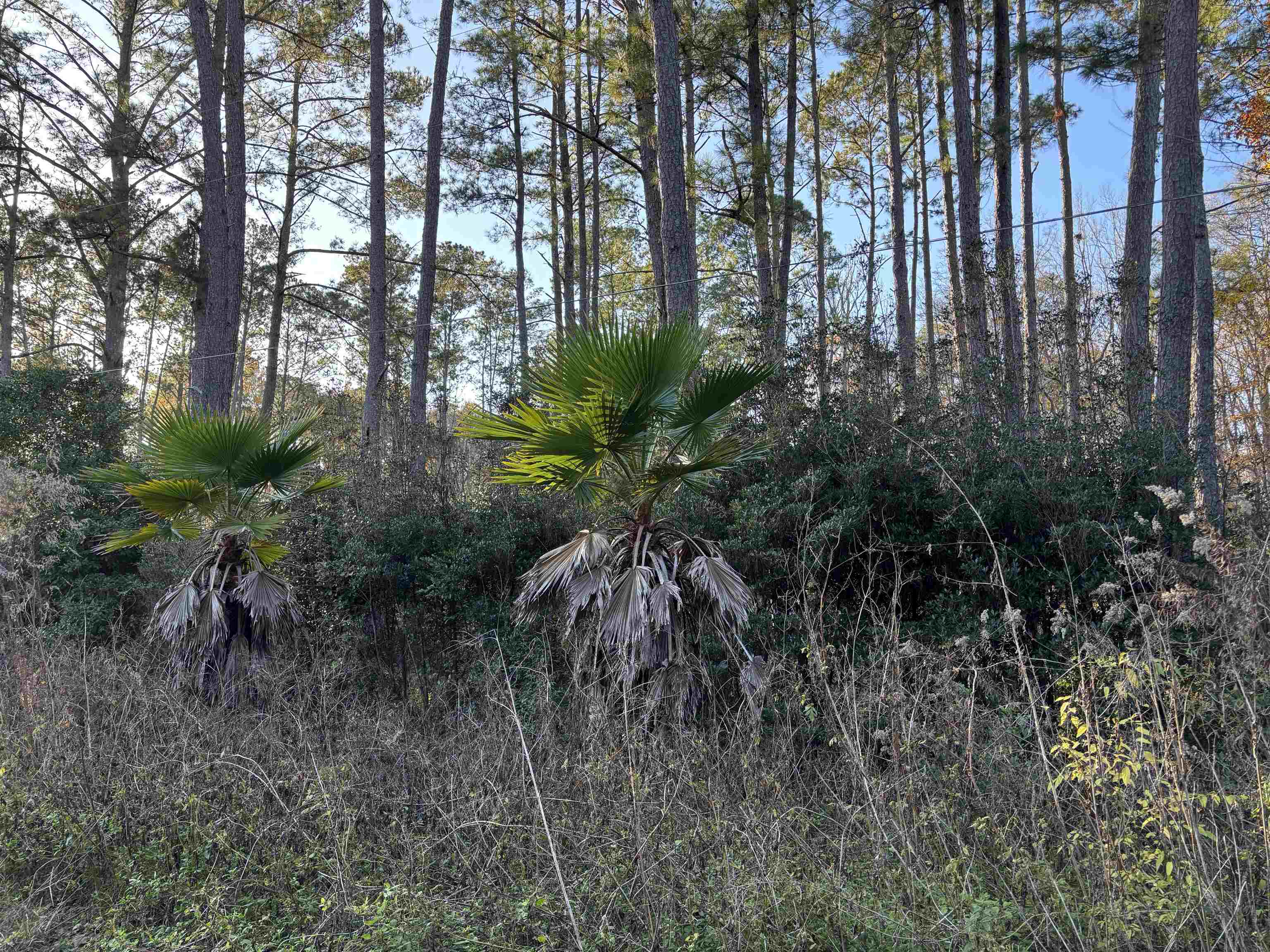 XXXX Box Wood Court, Tallahassee, Florida image 3