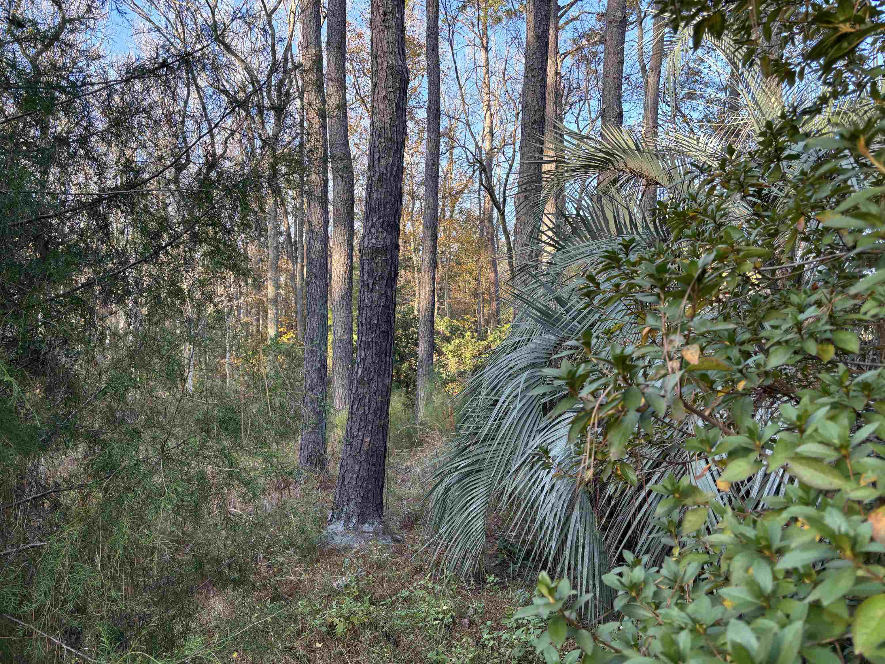 XXXX Box Wood Court, Tallahassee, Florida image 4