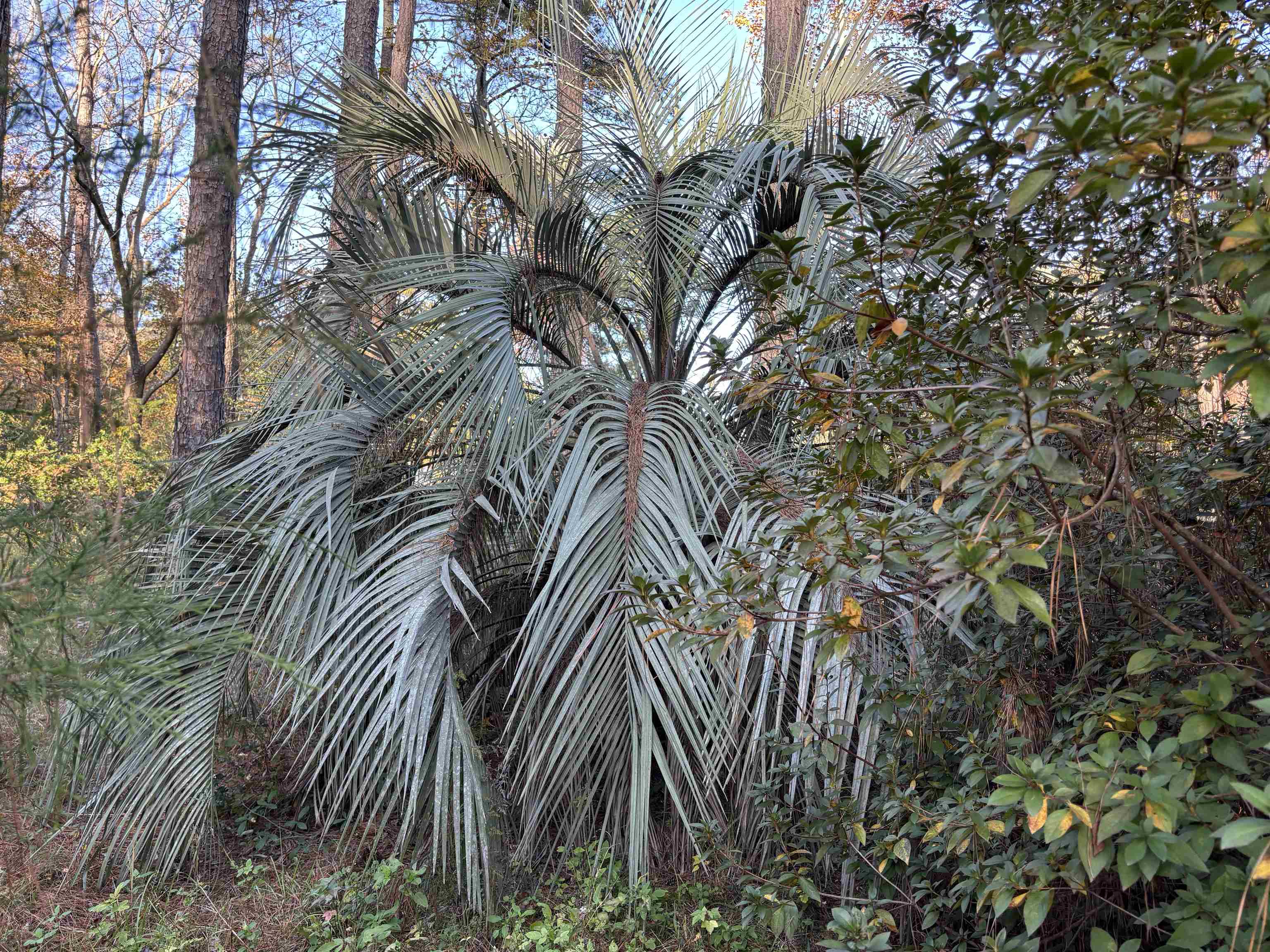 XXXX Box Wood Court, Tallahassee, Florida image 6