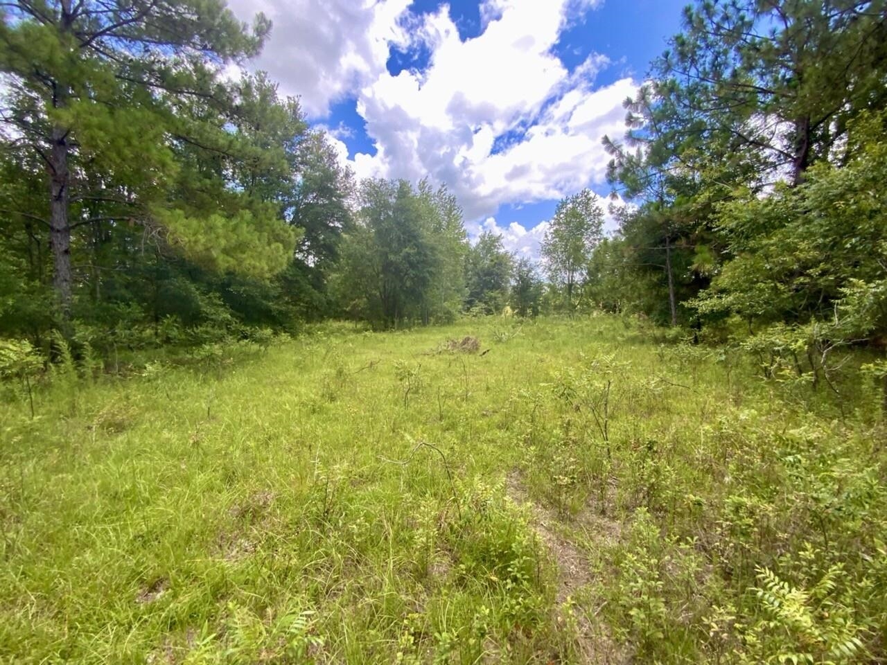 0000 NE Dandelion Street, Madison, Florida image 30