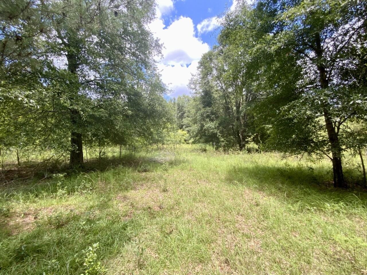 0000 NE Dandelion Street, Madison, Florida image 41