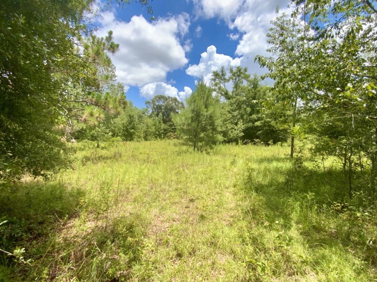 0000 NE Dandelion Street, Madison, Florida image 42