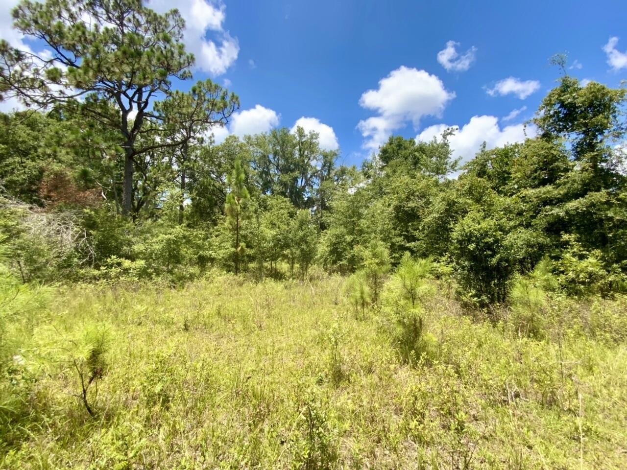 0000 NE Dandelion Street, Madison, Florida image 9