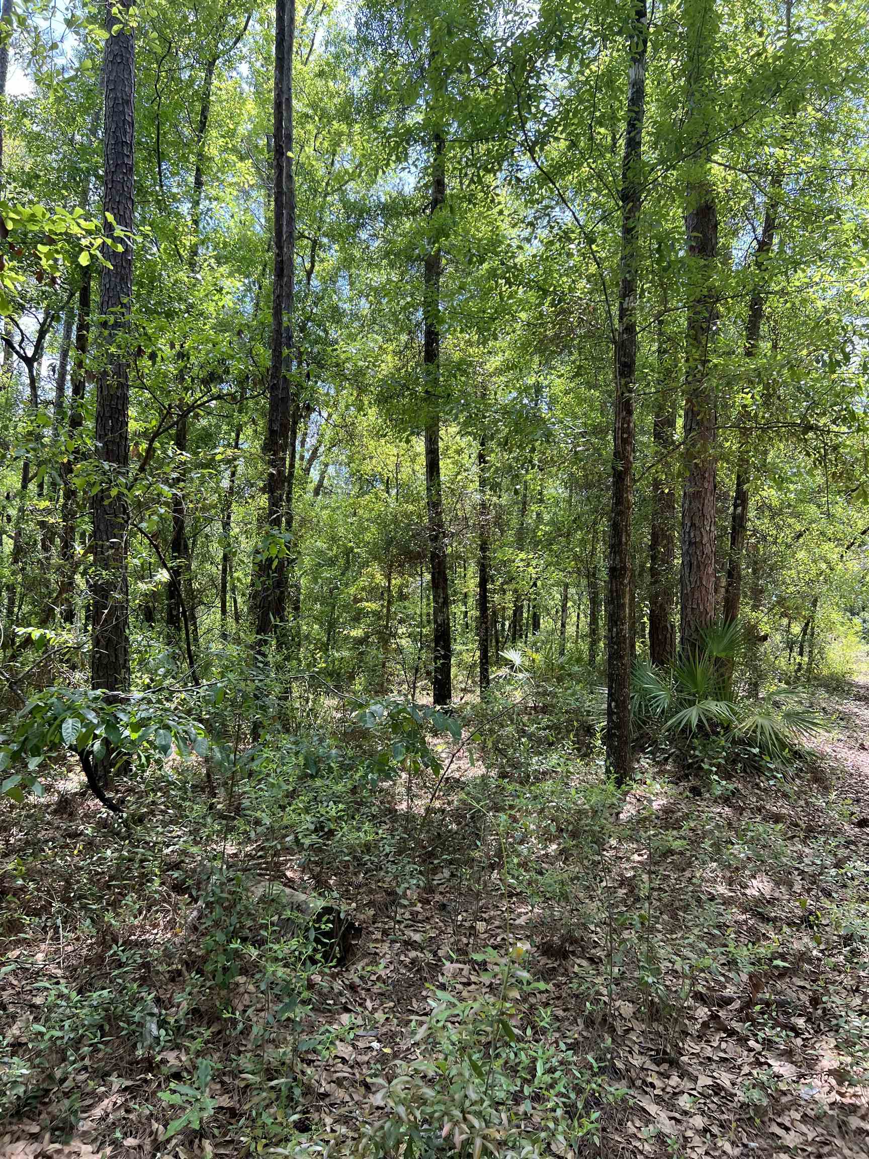 45 Old Federal Road, Quincy, Florida image 11