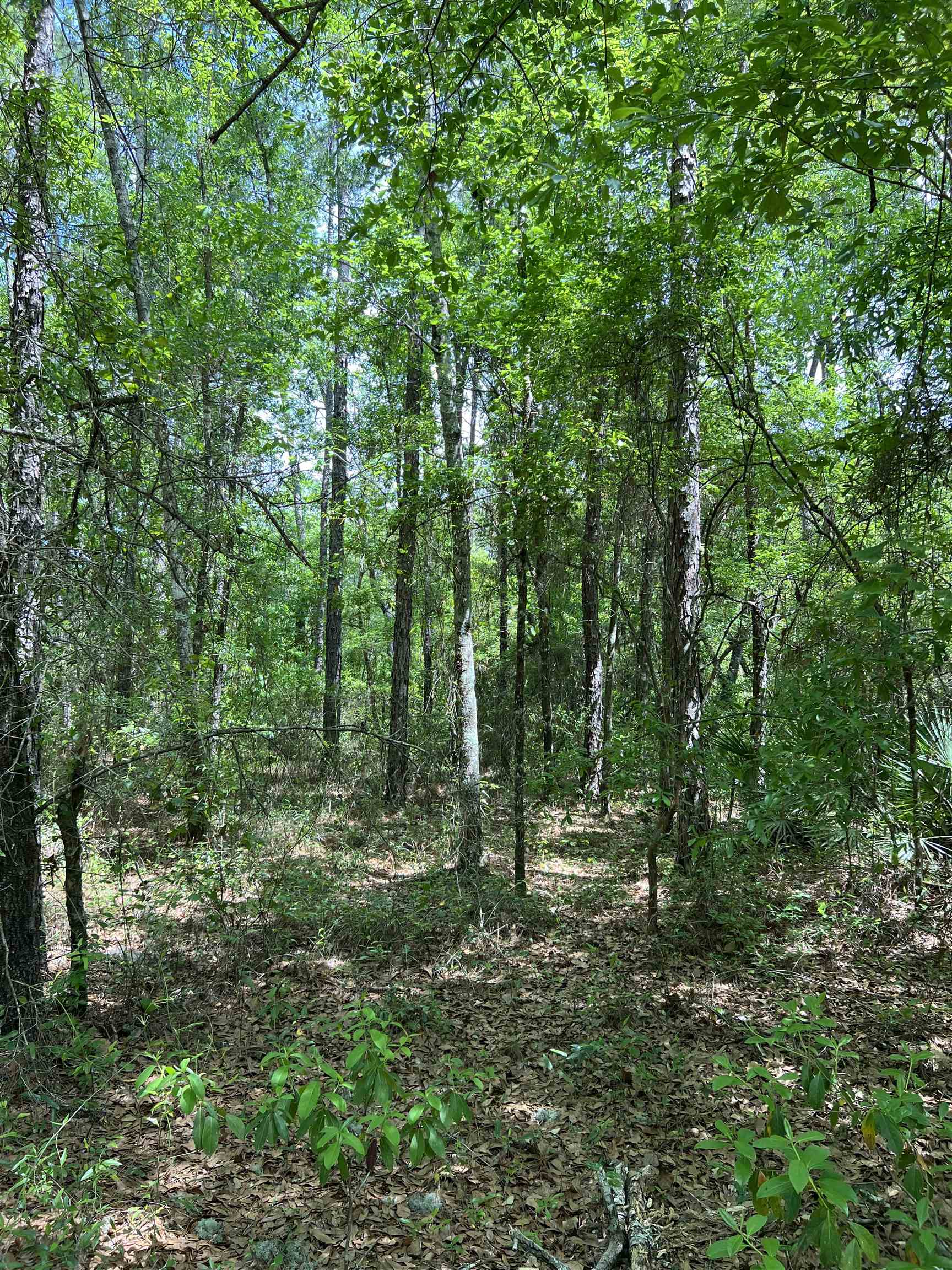 45 Old Federal Road, Quincy, Florida image 12