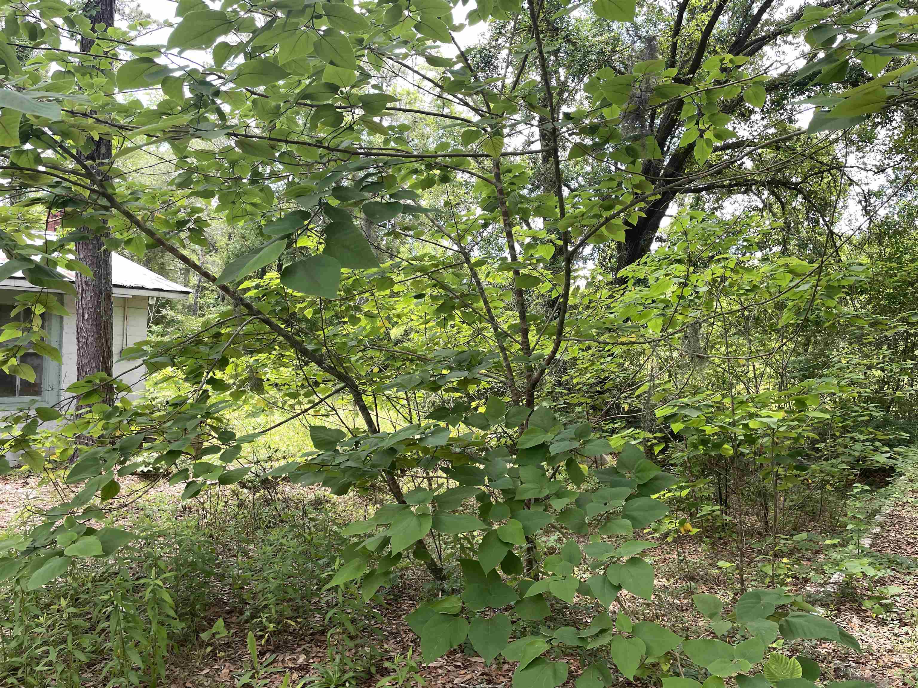 5050 Oleander Drive, Tallahassee, Florida image 17