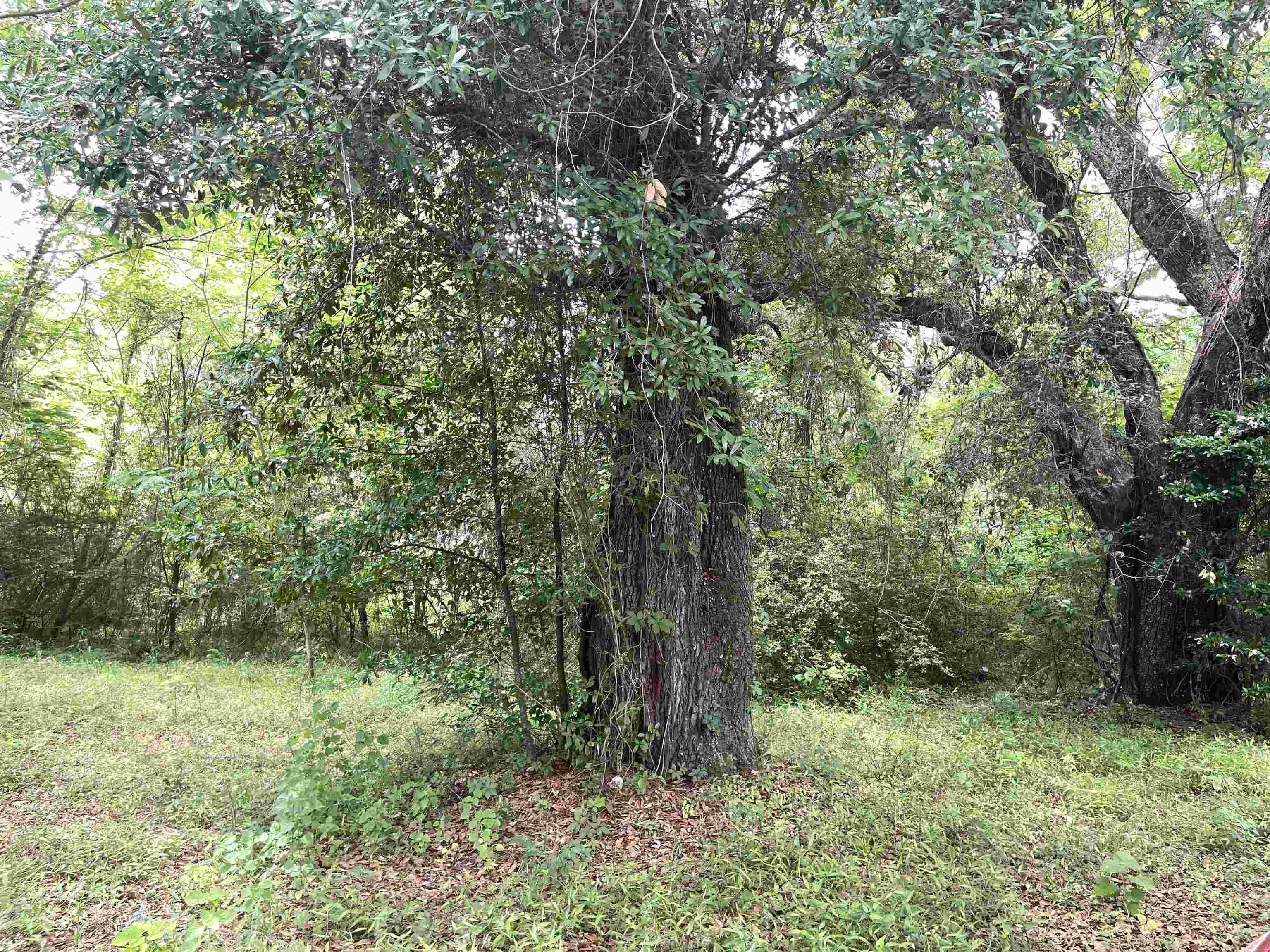 5050 Oleander Drive, Tallahassee, Florida image 19