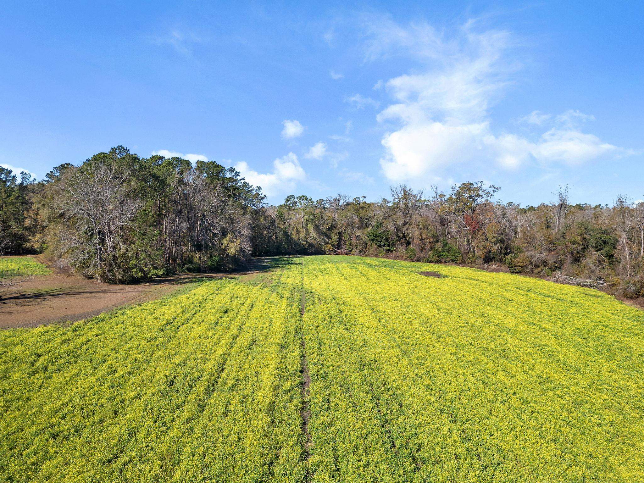 XXX Barnes Road, Monticello, Florida image 5