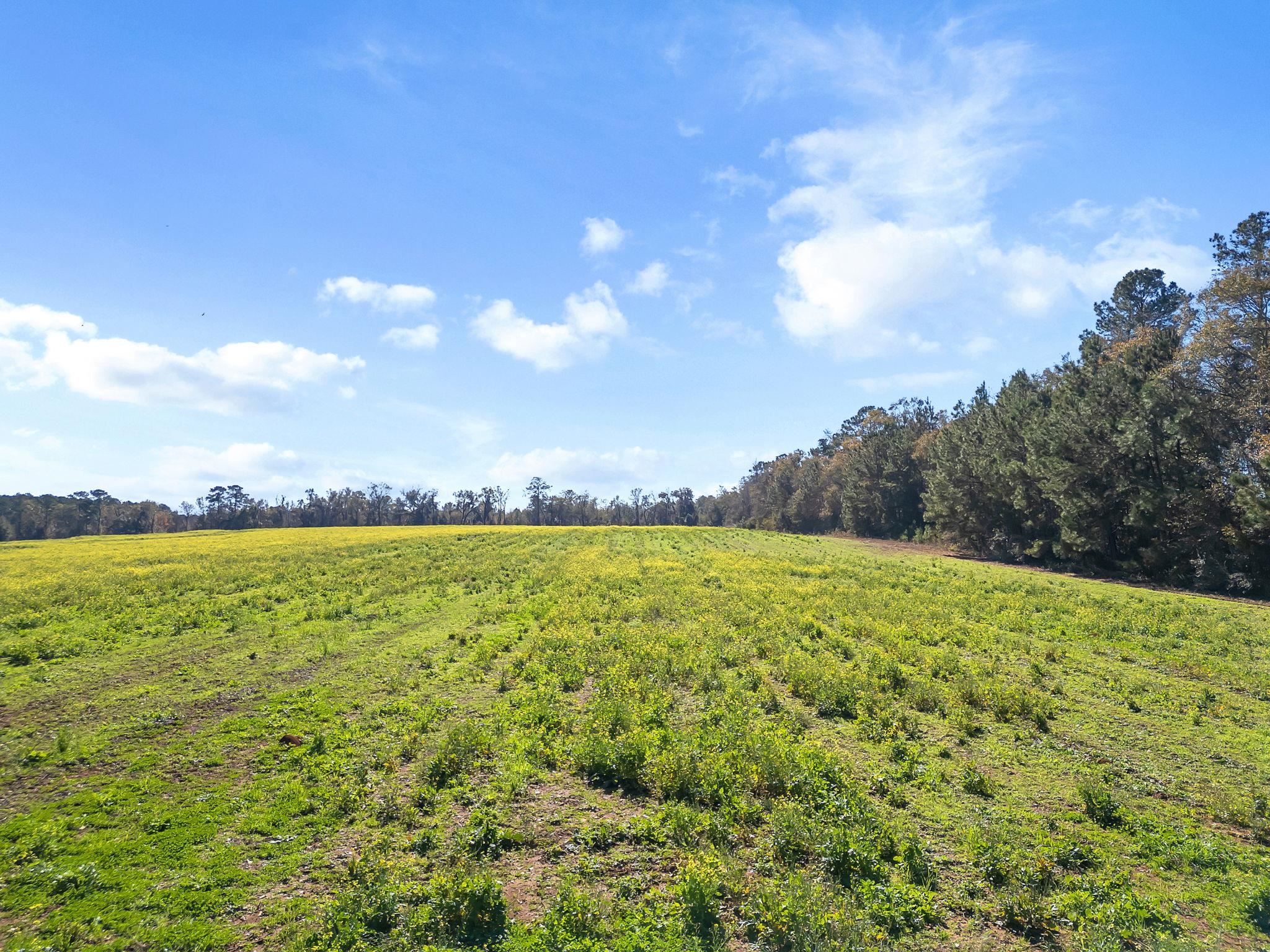 Barnes Road, Monticello, Texas image 5