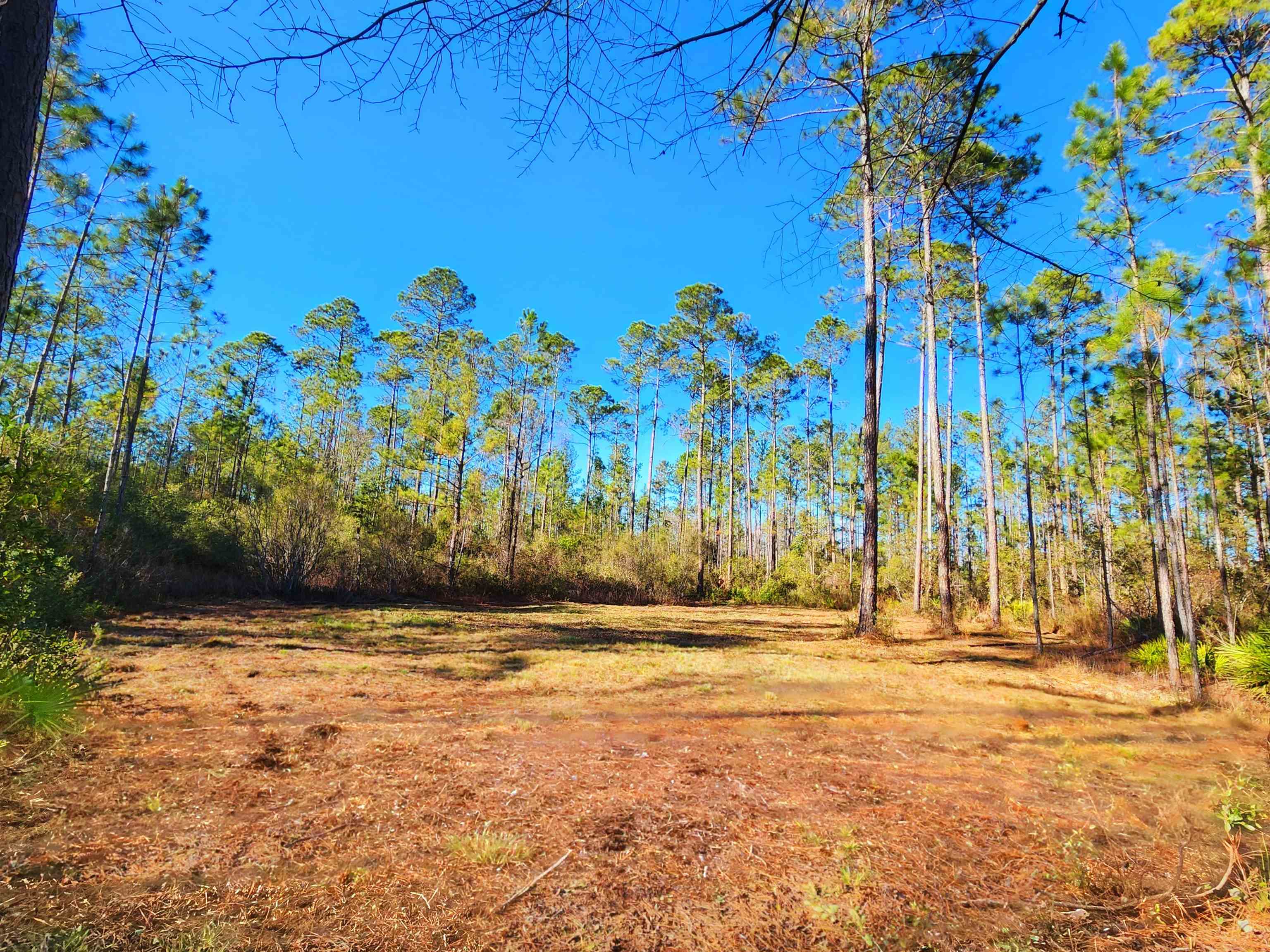 Lot 116 SW Pier Road, Greenville, Florida image 1