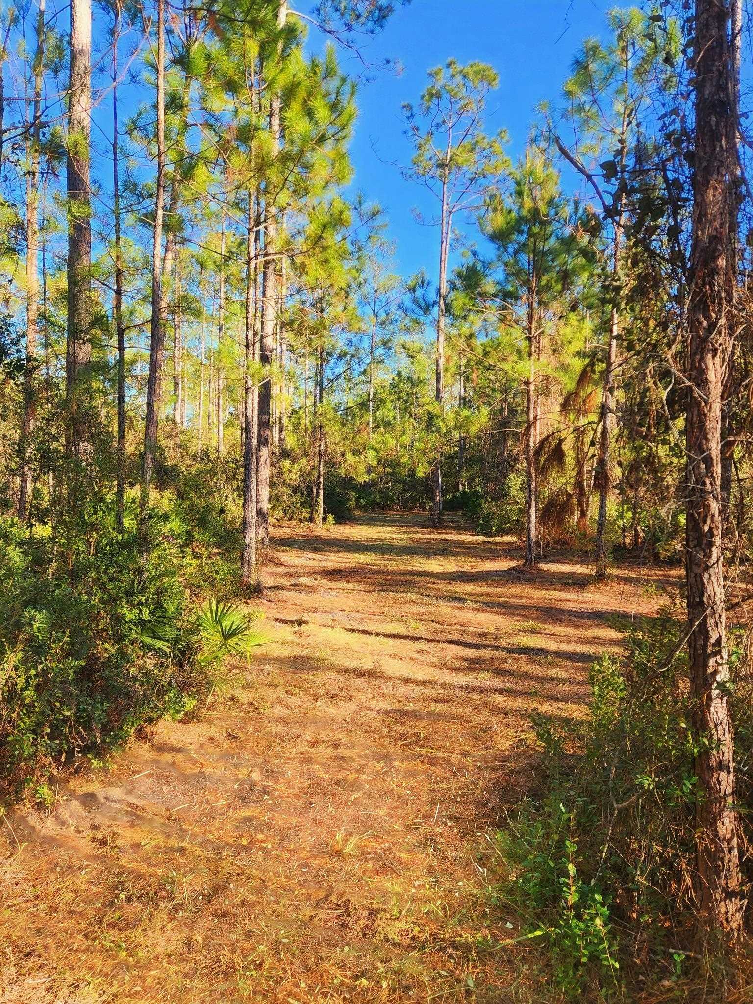 Lot 116 SW Pier Road, Greenville, Florida image 10