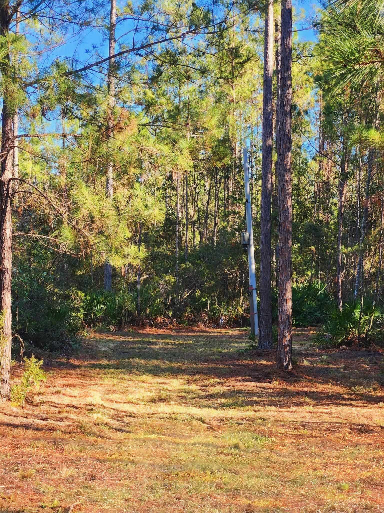 Lot 116 SW Pier Road, Greenville, Florida image 11