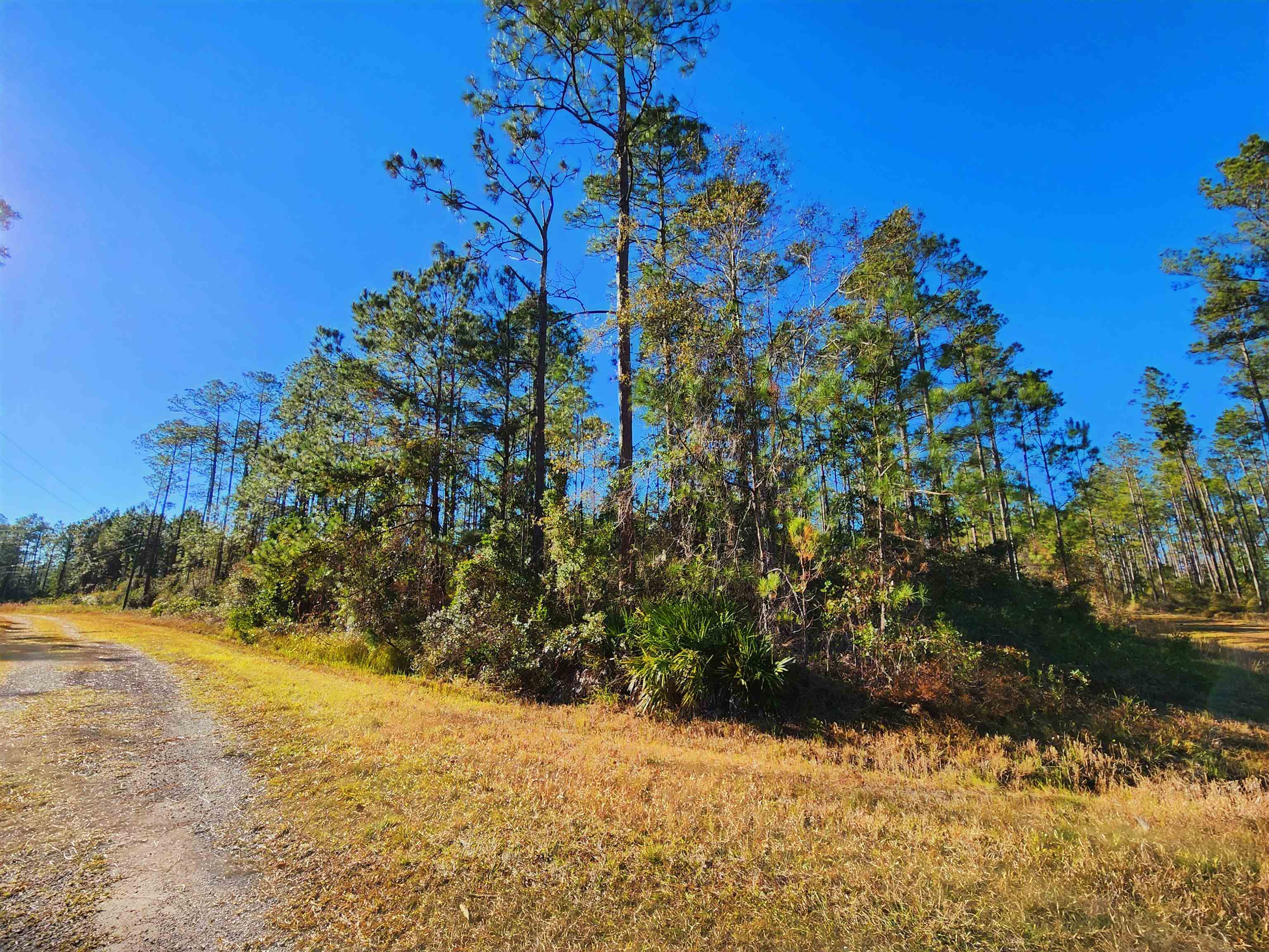 Lot 116 SW Pier Road, Greenville, Florida image 14