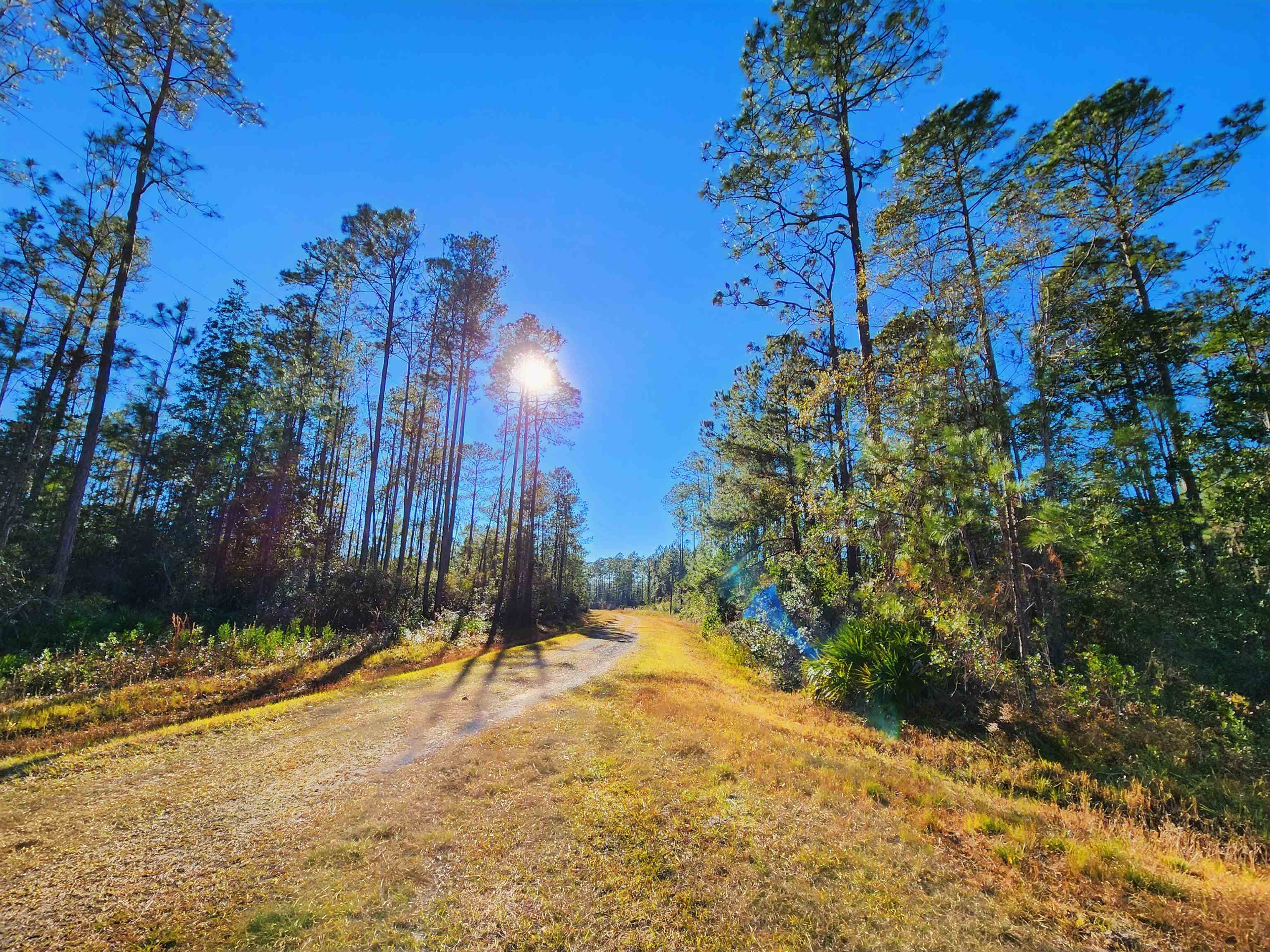 Lot 116 SW Pier Road, Greenville, Florida image 16