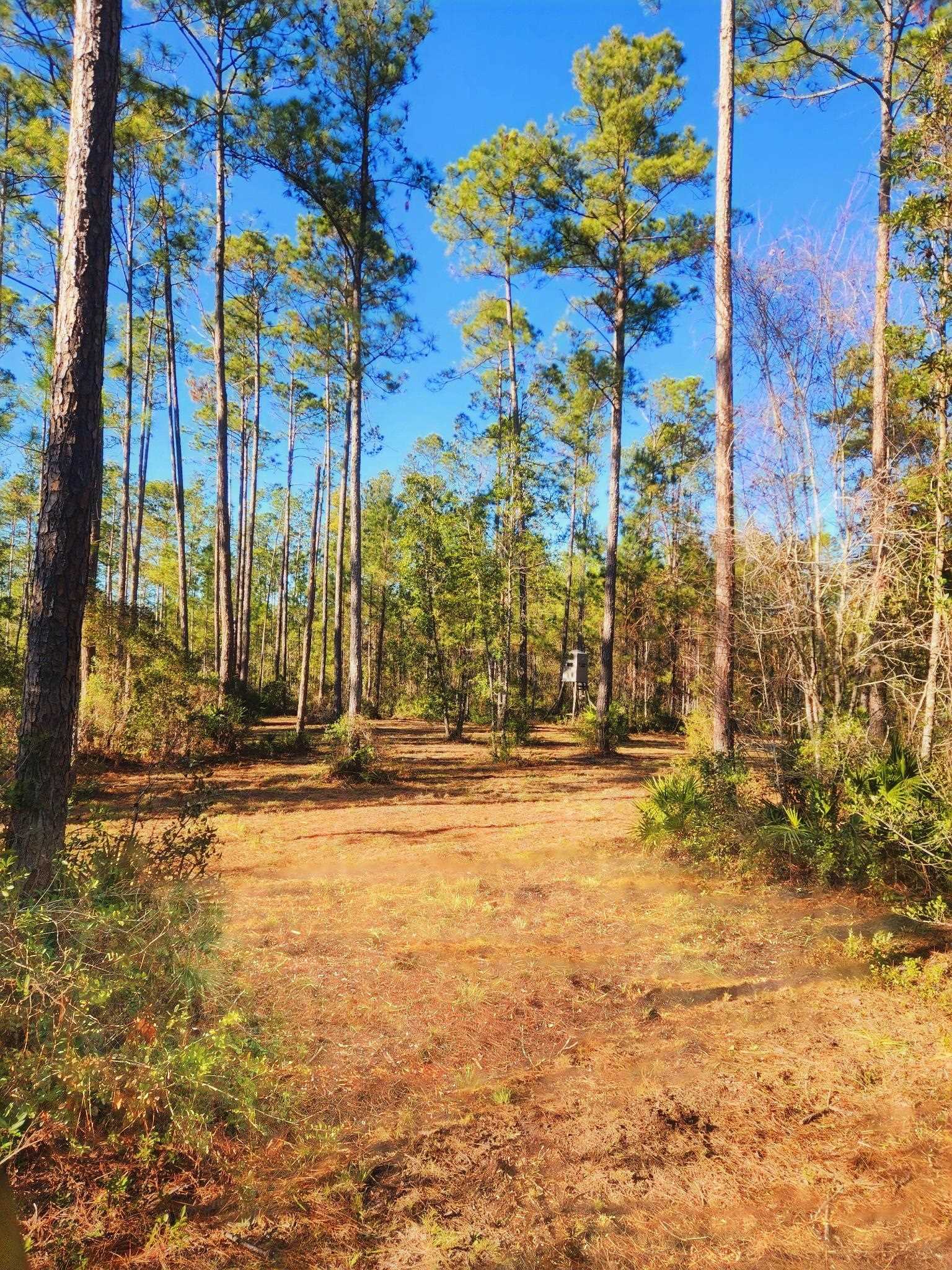 Lot 116 SW Pier Road, Greenville, Florida image 3