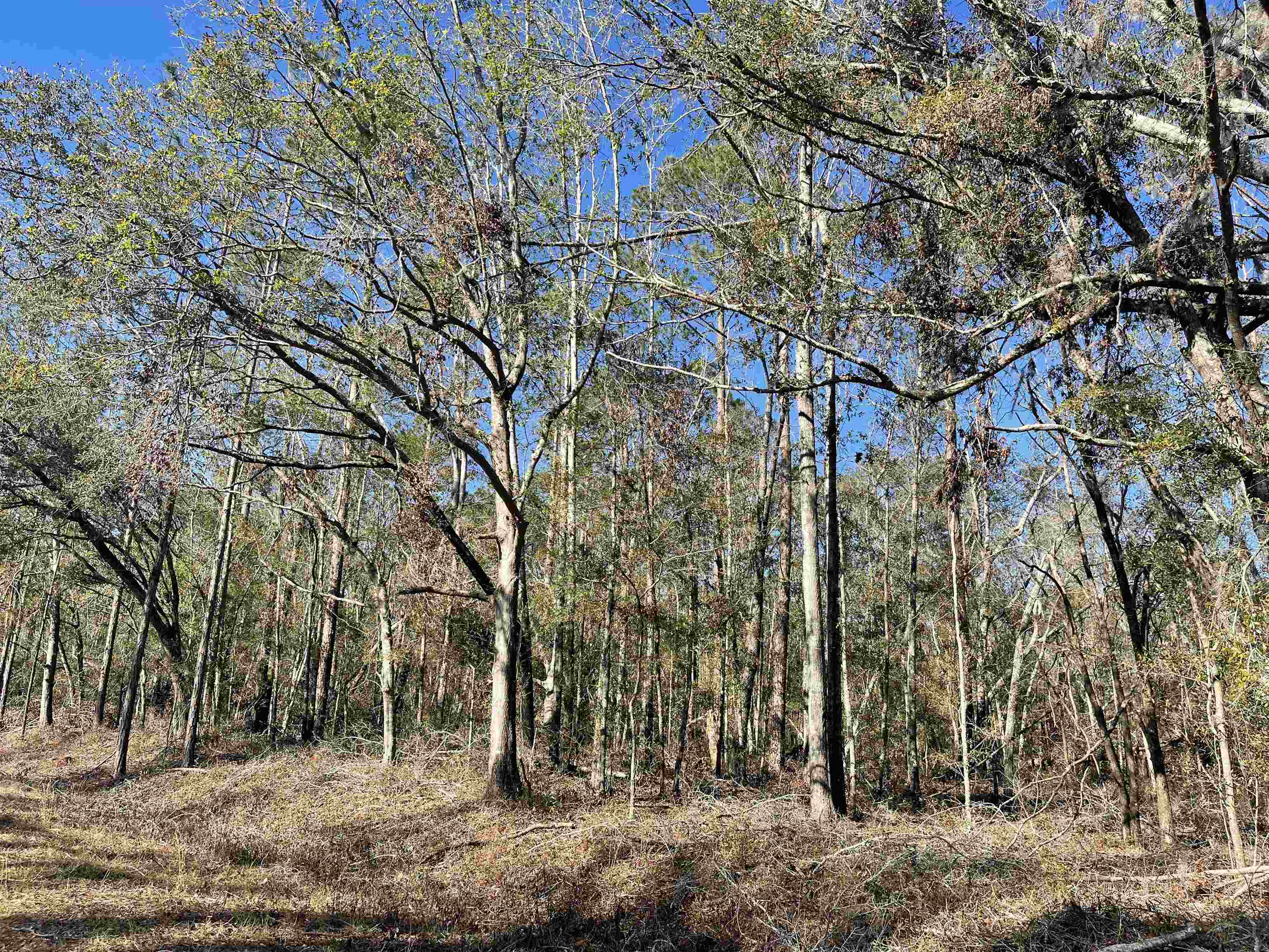 Vacant NE Nixon Way, Madison, Texas image 1