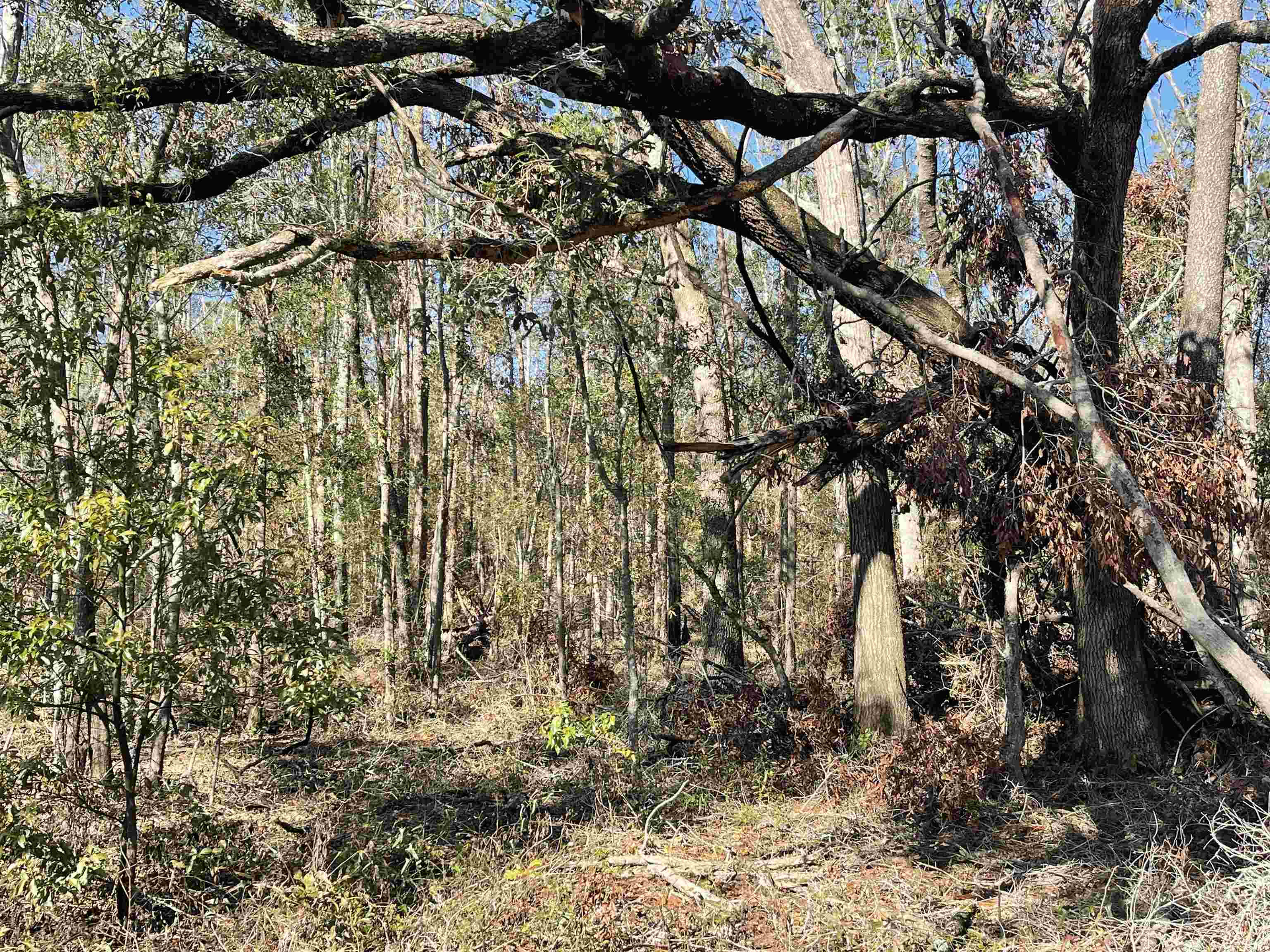 Vacant NE Nixon Way, Madison, Texas image 3