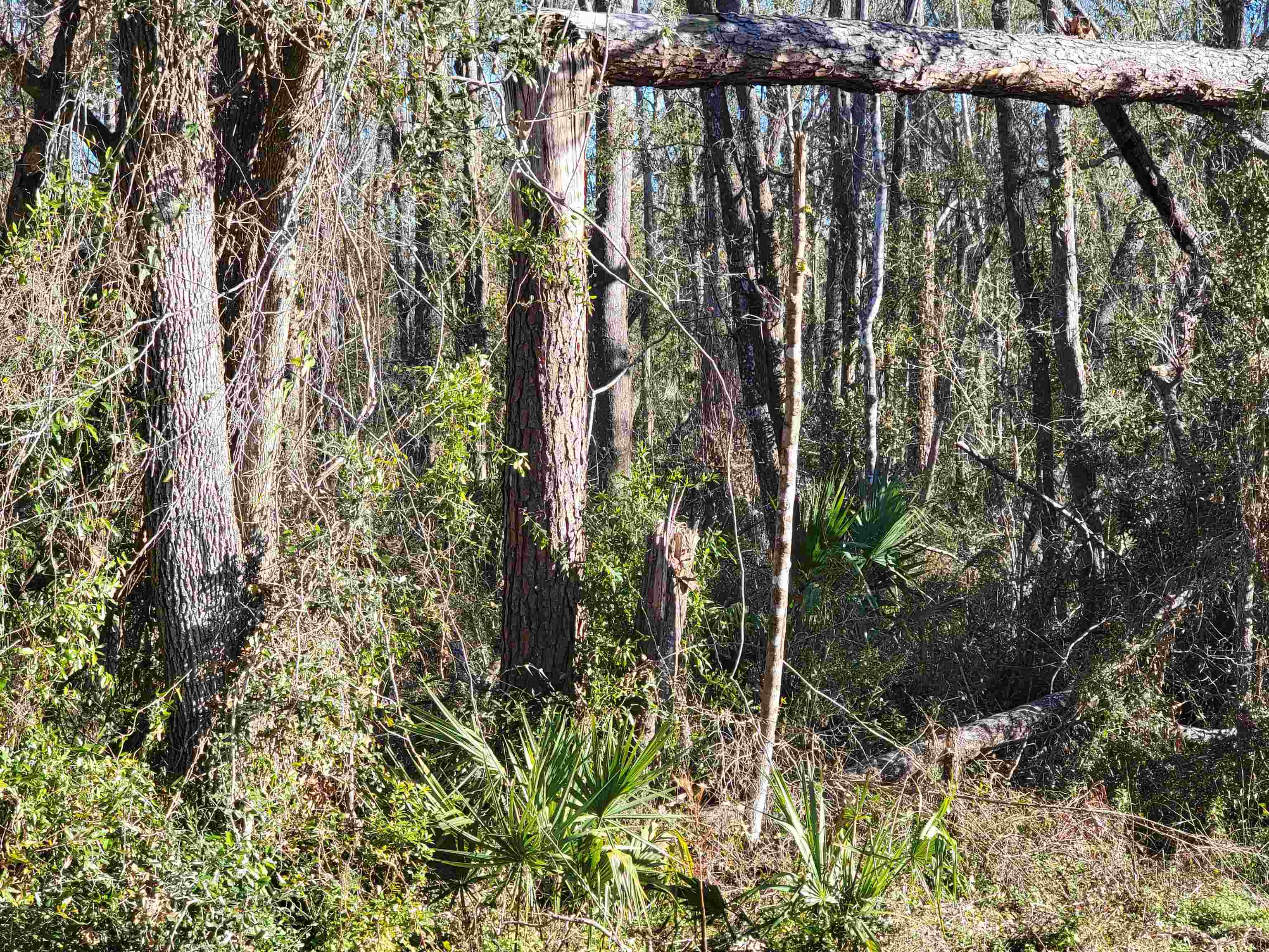 00 Pharo Morgan Road, Perry, Florida image 4