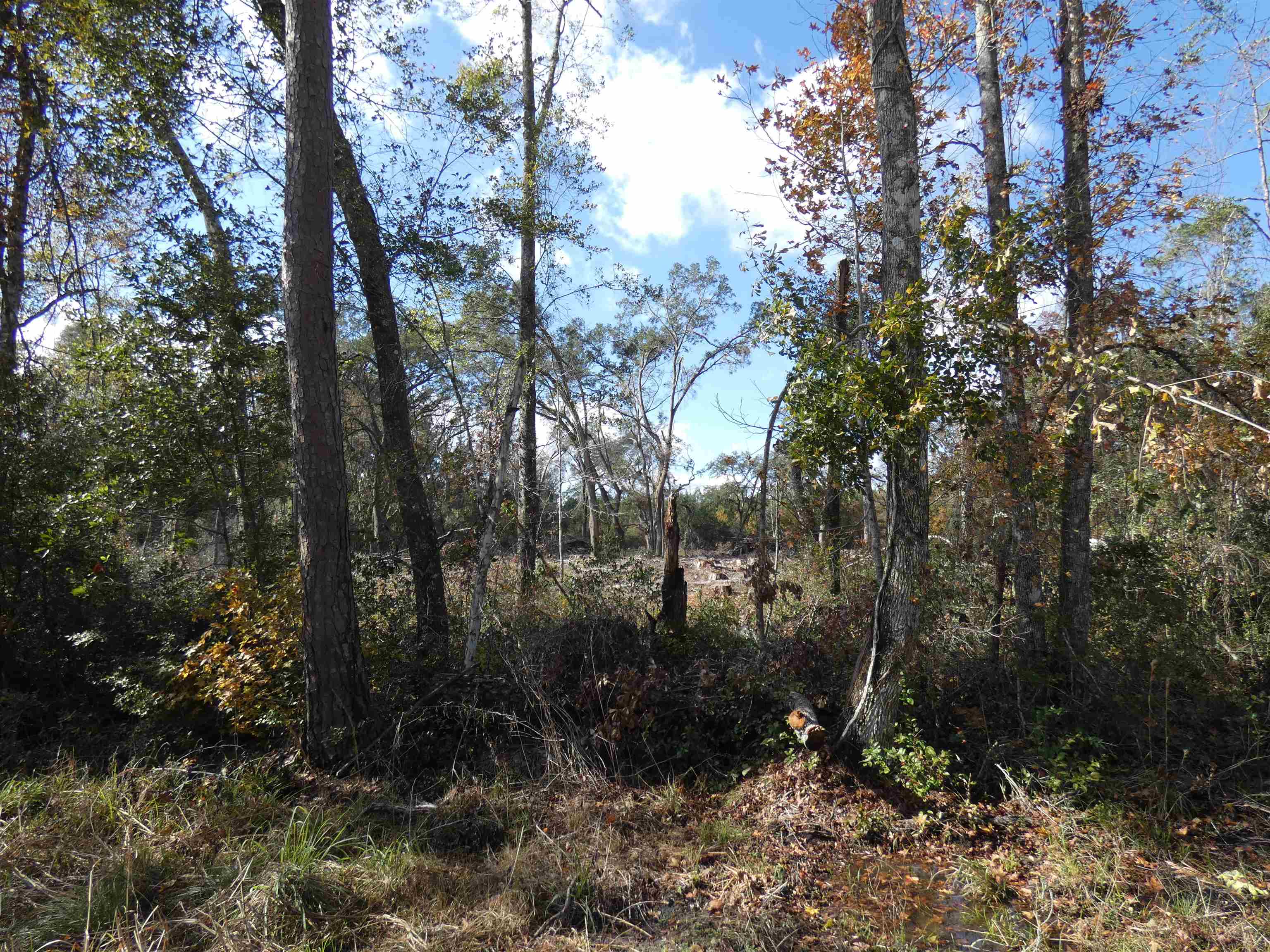 TBD Gamble Road, Monticello, Florida image 4