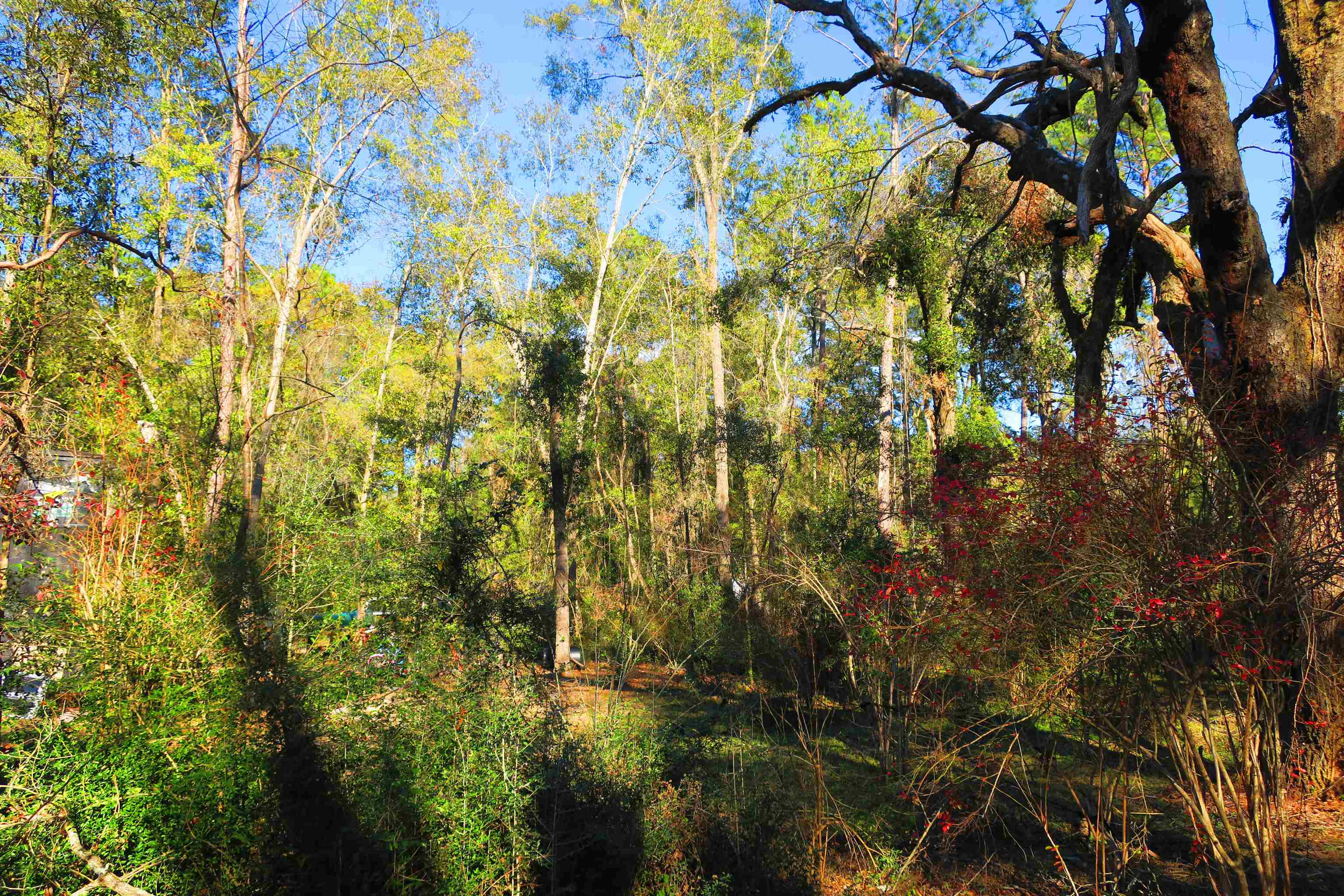 1836 Chena Drive, Tallahassee, Florida image 12