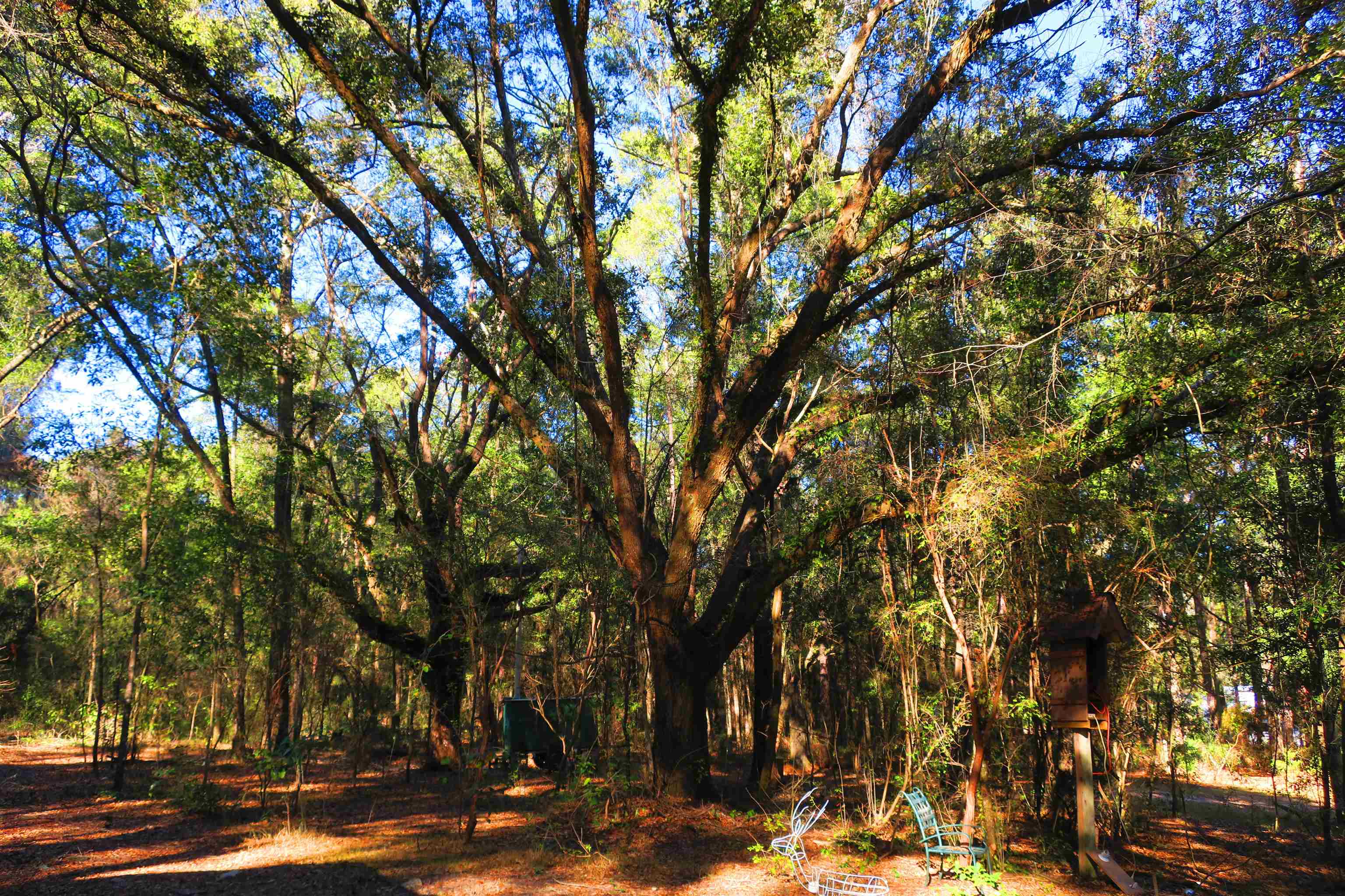 1836 Chena Drive, Tallahassee, Florida image 3