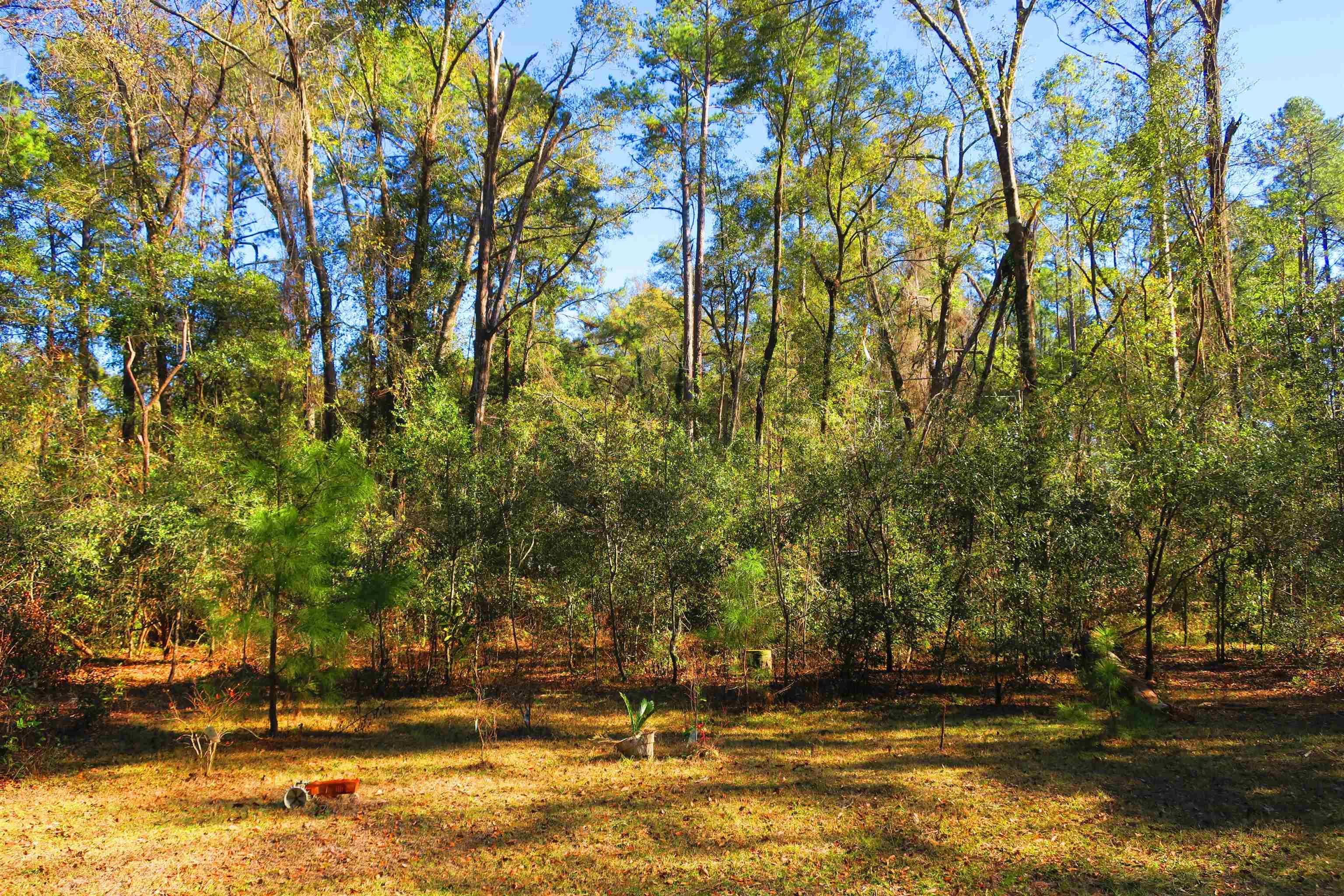 1836 Chena Drive, Tallahassee, Florida image 6