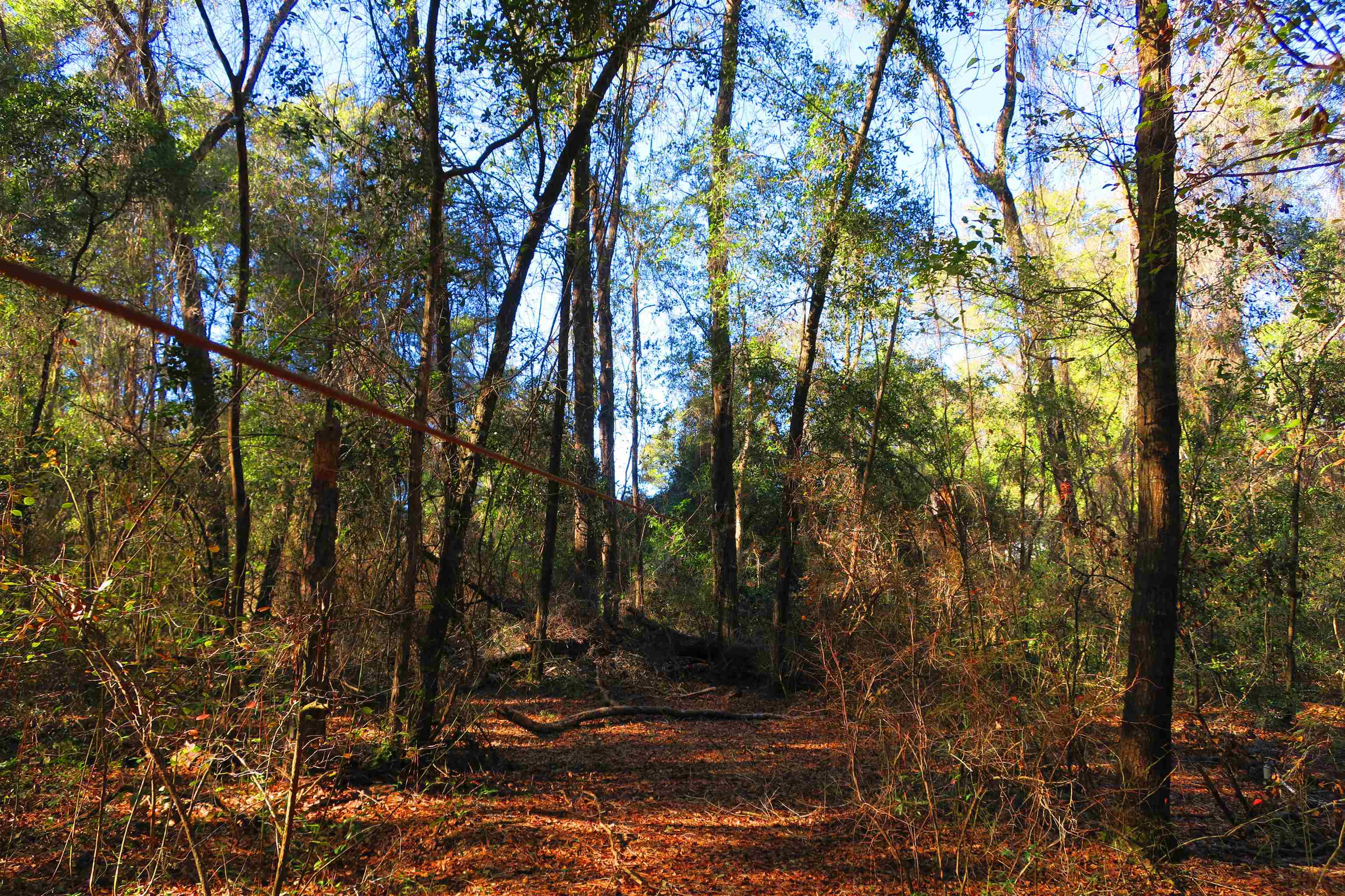 1836 Chena Drive, Tallahassee, Florida image 7