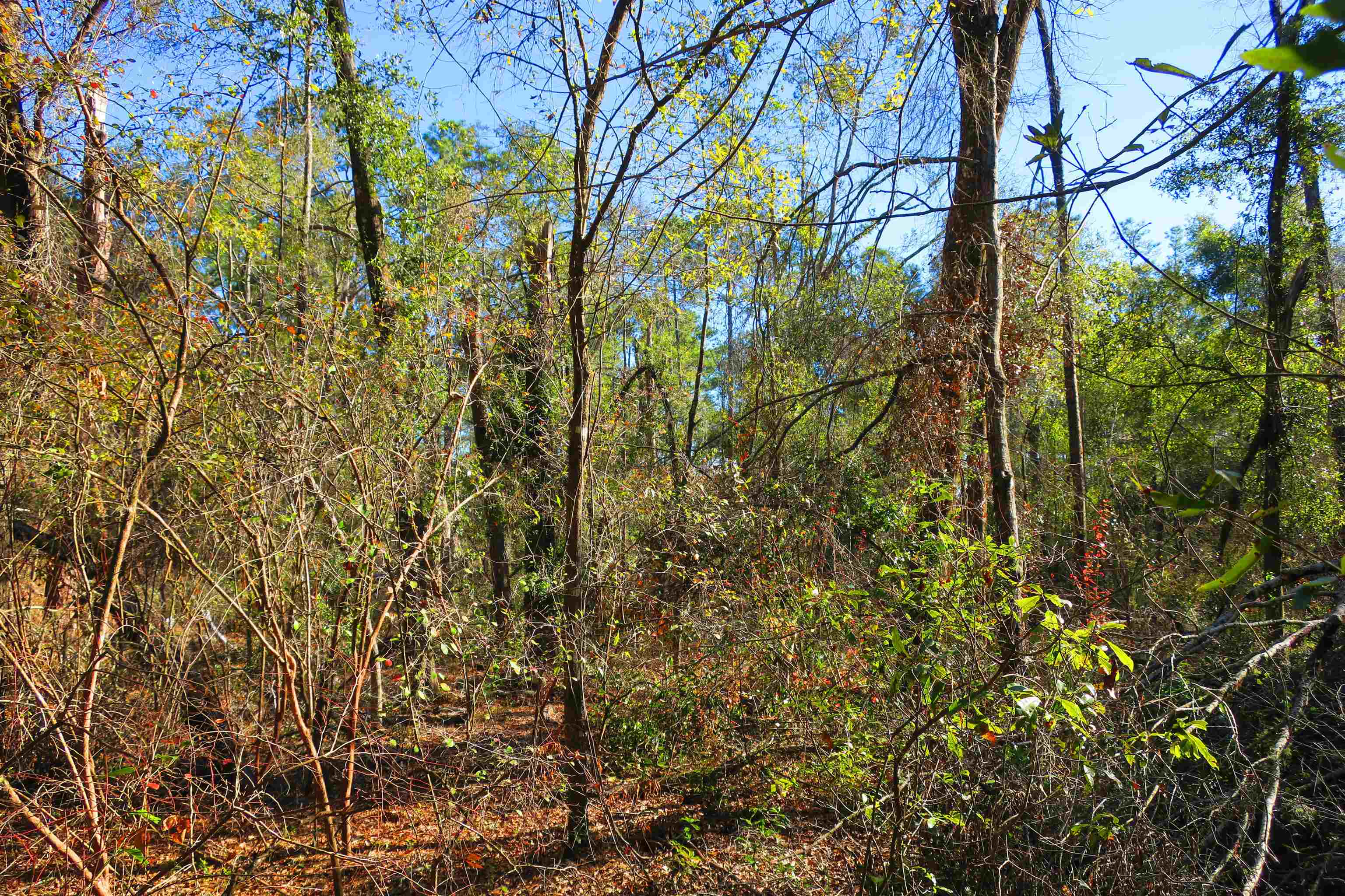 1836 Chena Drive, Tallahassee, Florida image 9