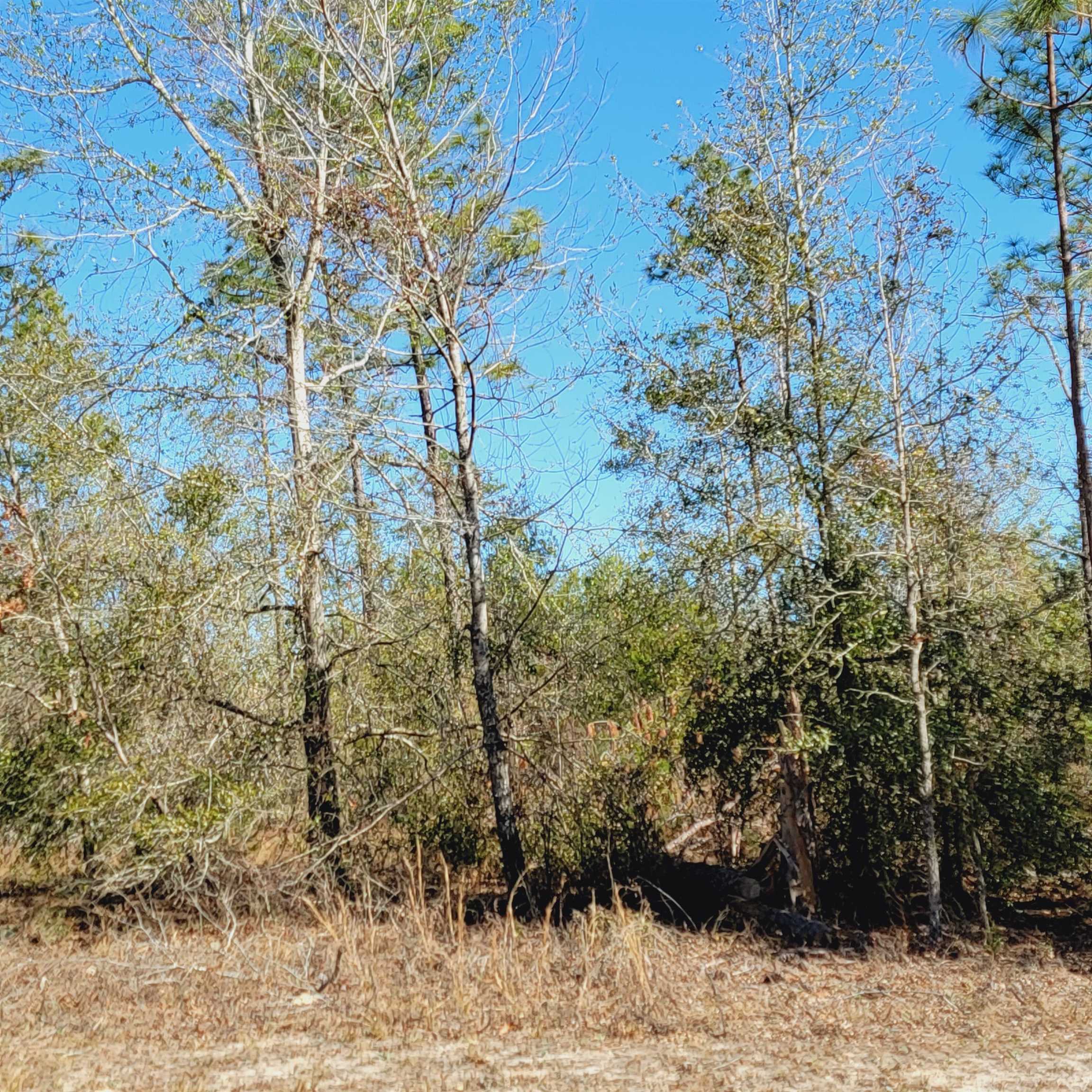 40 AC SE Winquepin Street, Lee, Florida image 10