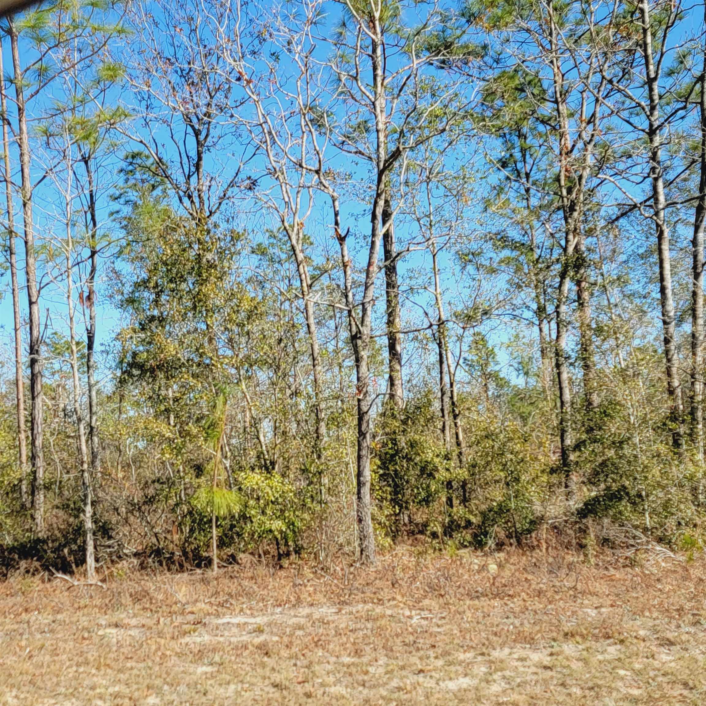 40 AC SE Winquepin Street, Lee, Florida image 11