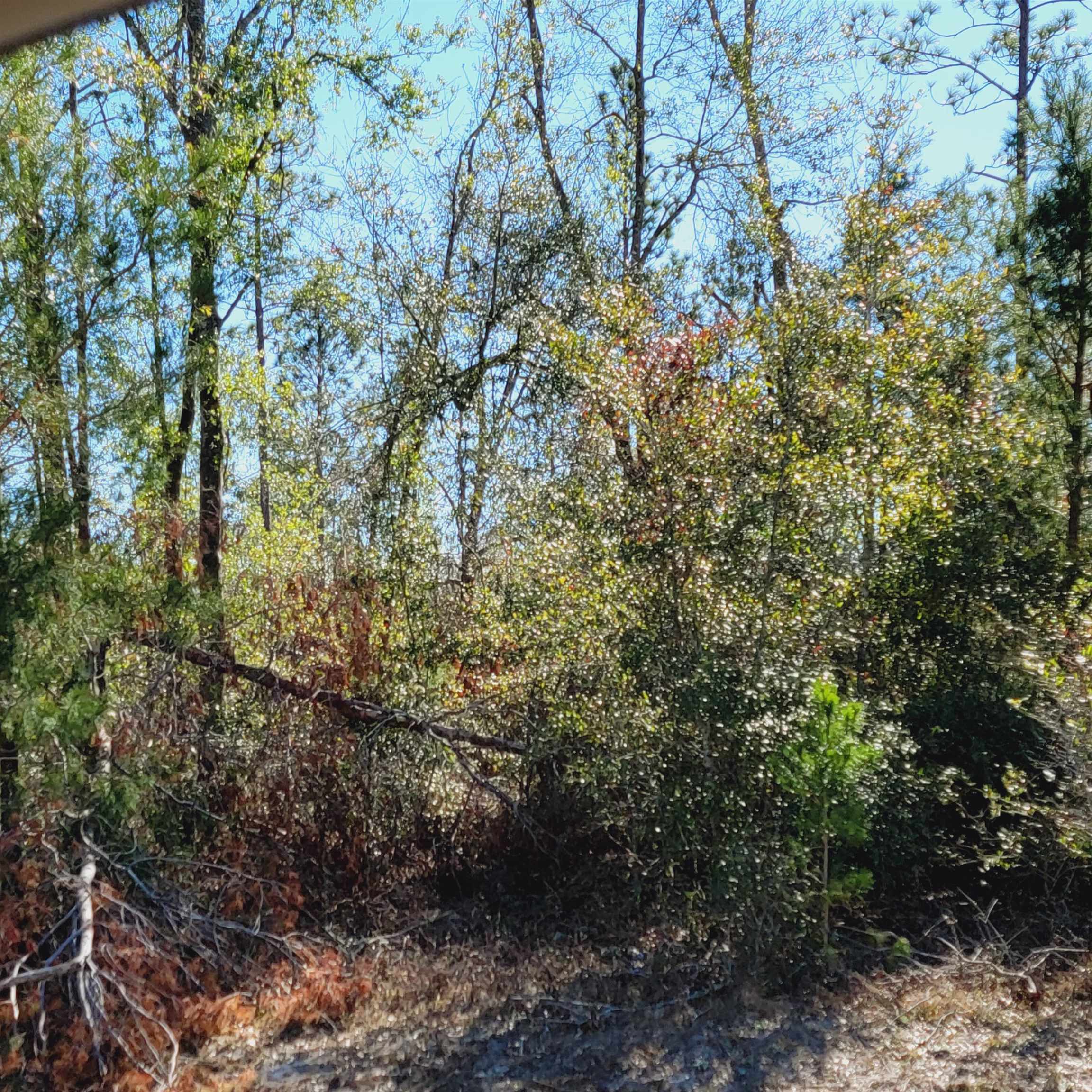 40 AC SE Winquepin Street, Lee, Florida image 13
