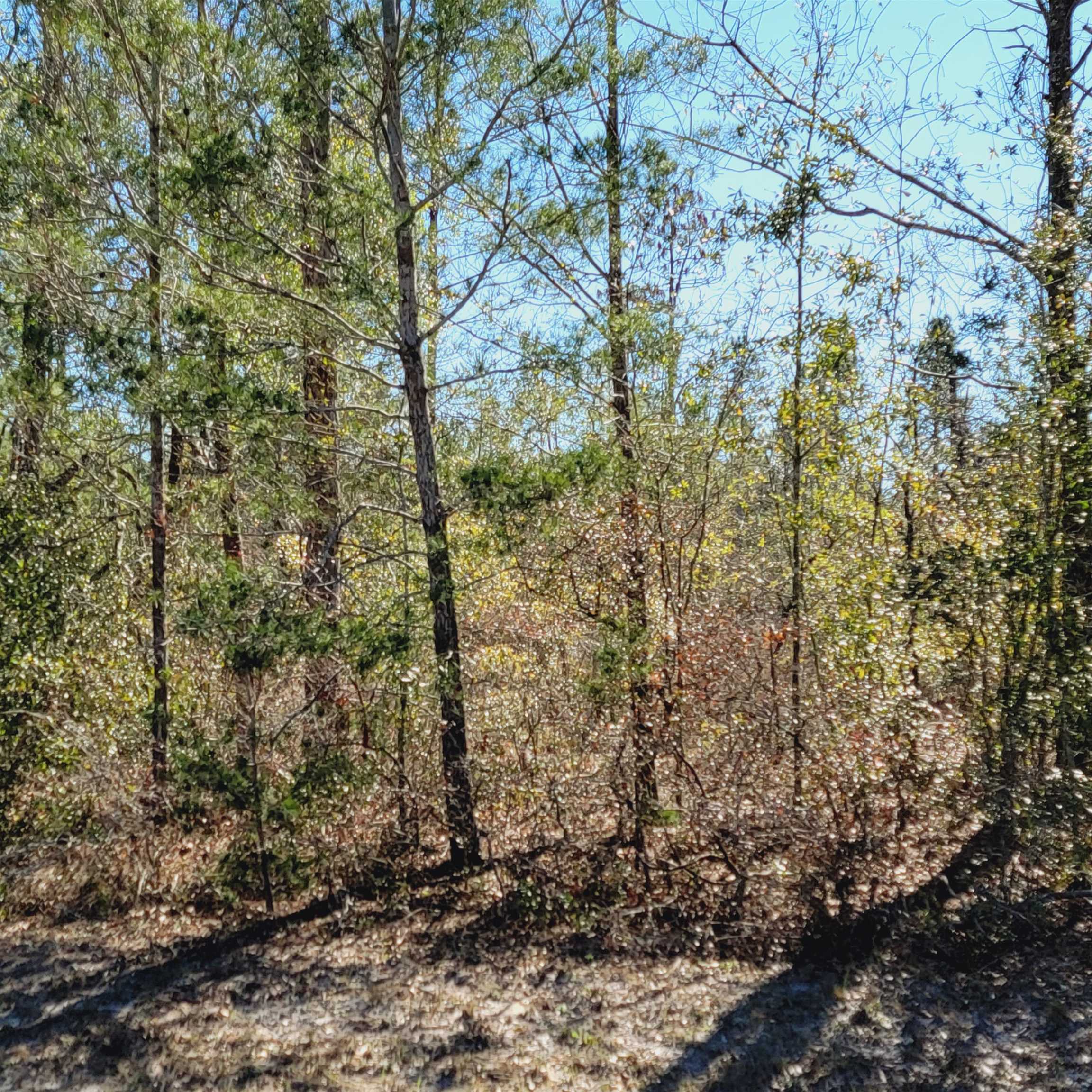 40 AC SE Winquepin Street, Lee, Florida image 14