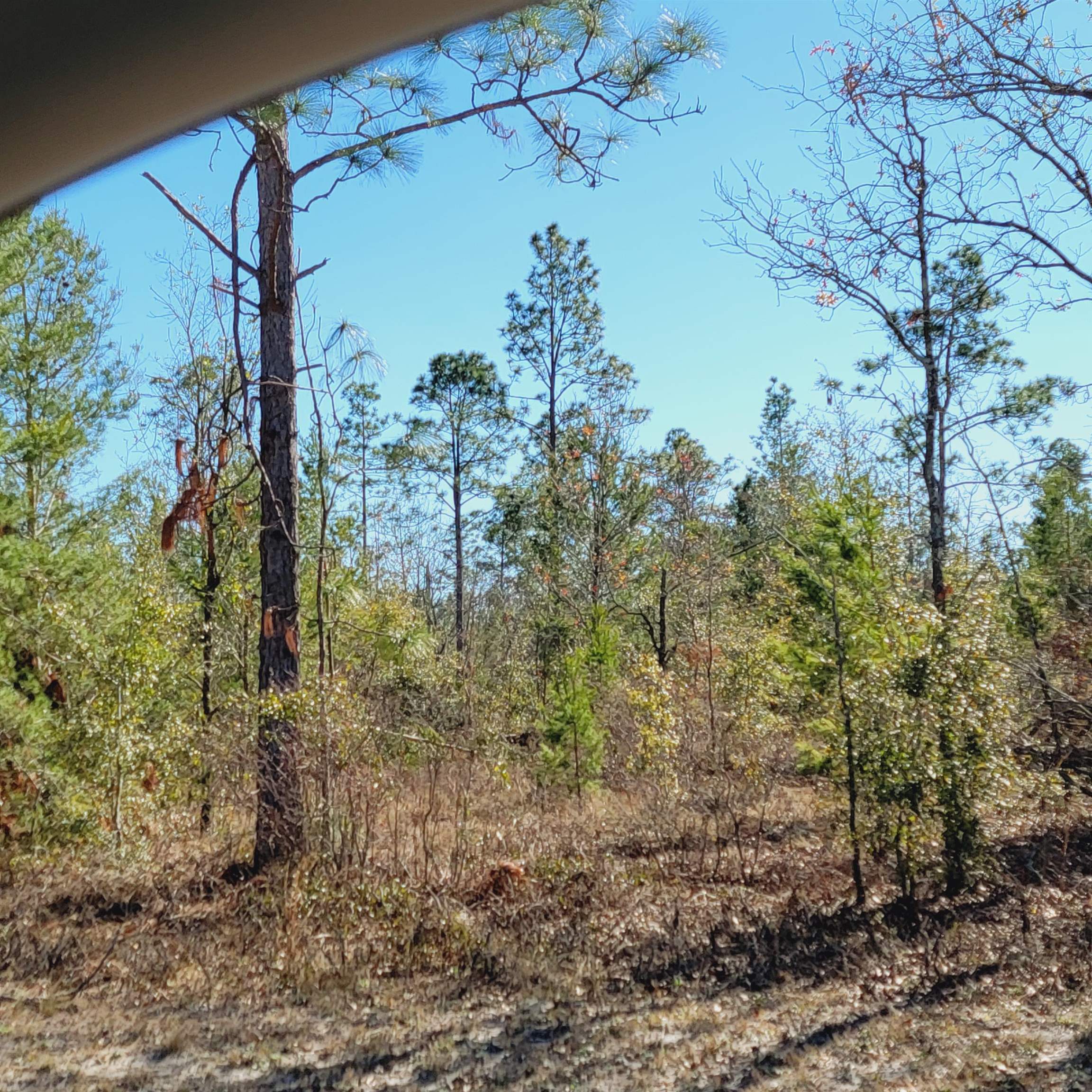 40 AC SE Winquepin Street, Lee, Florida image 15