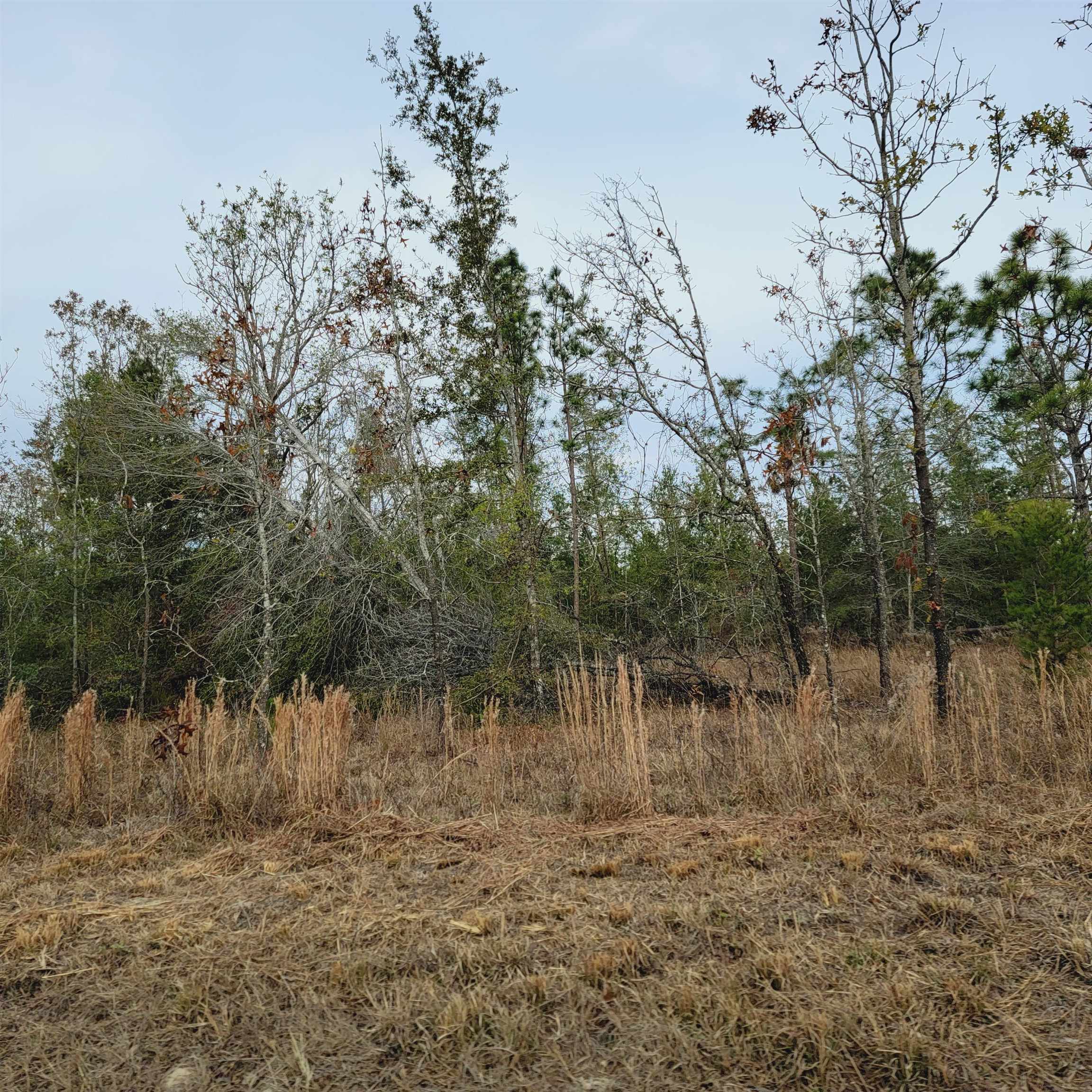40 AC SE Winquepin Street, Lee, Florida image 19