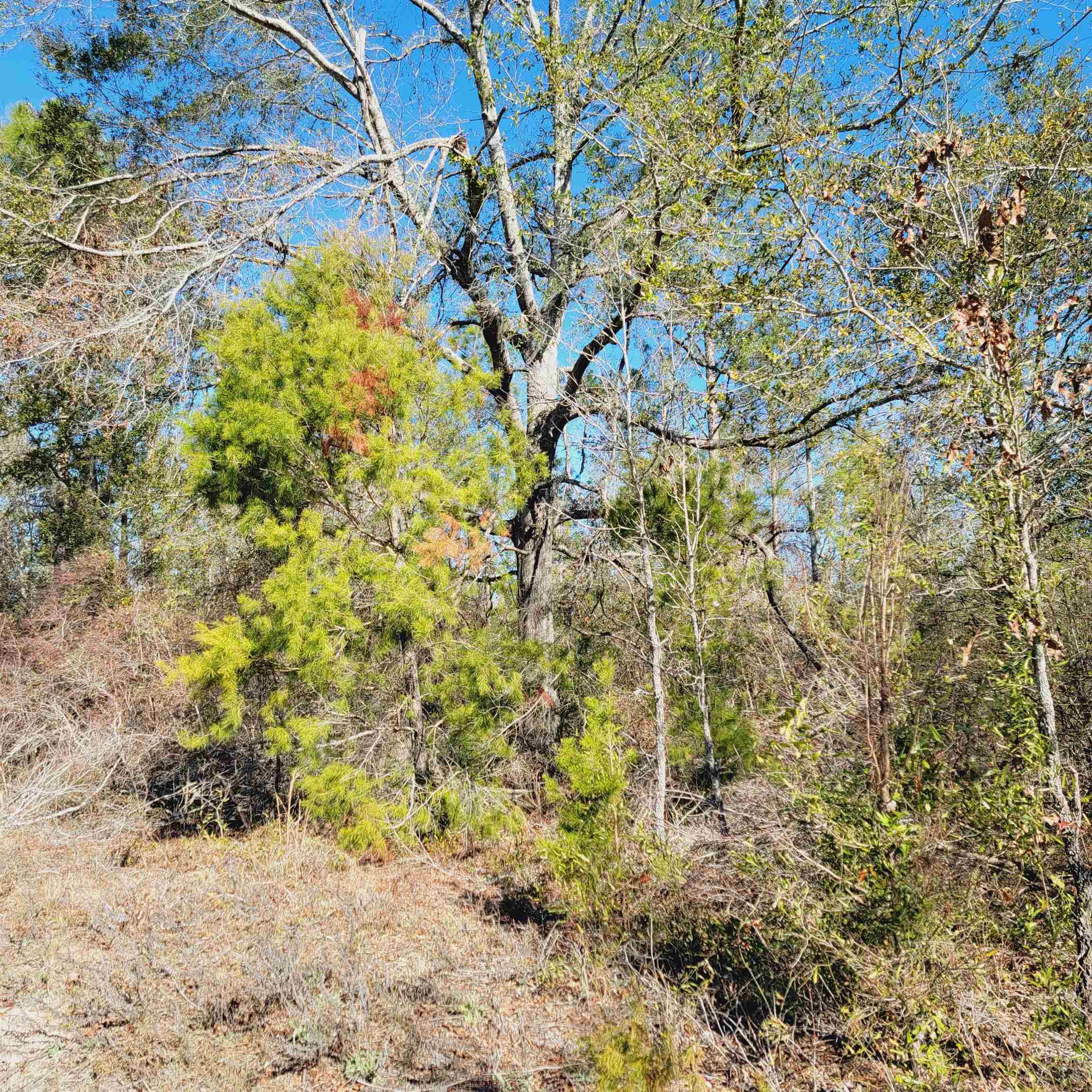 40 AC SE Winquepin Street, Lee, Florida image 3