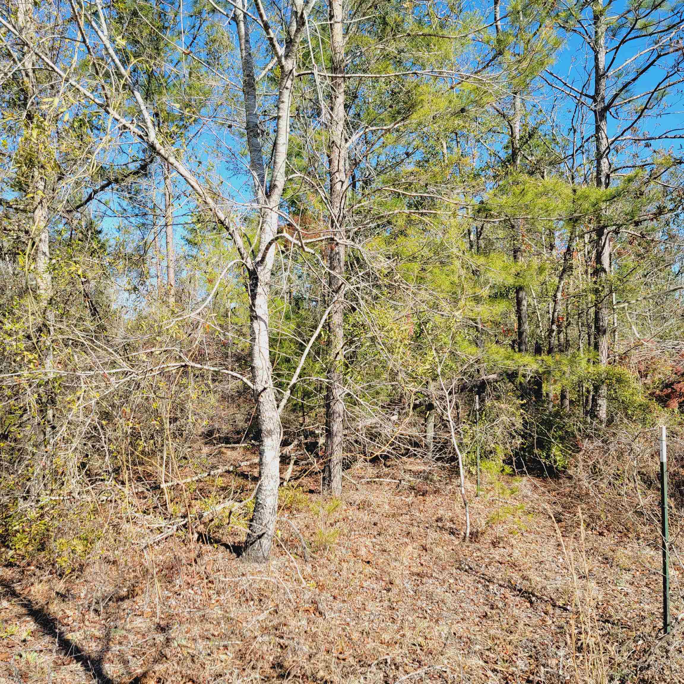 40 AC SE Winquepin Street, Lee, Florida image 4