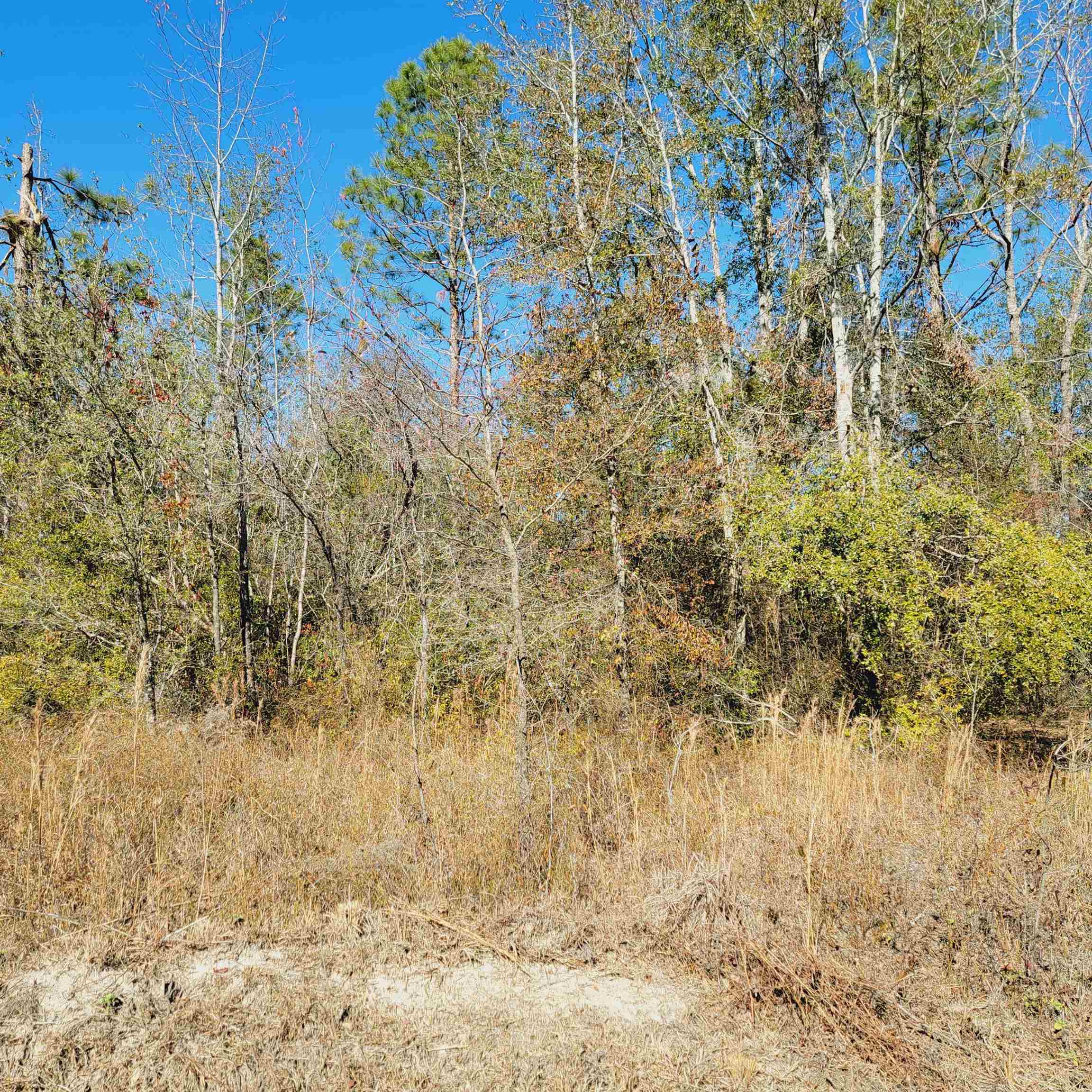 40 AC SE Winquepin Street, Lee, Florida image 5