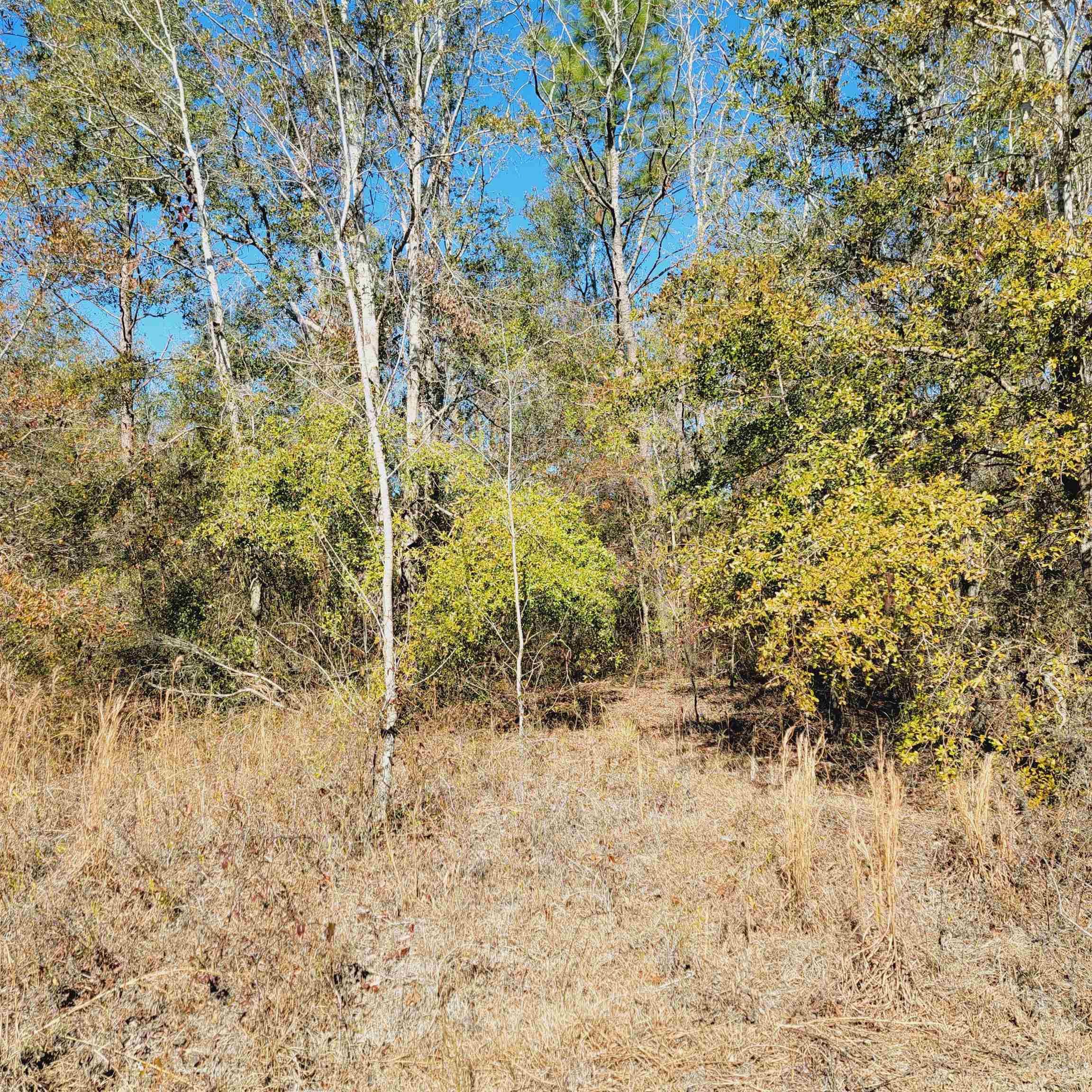 40 AC SE Winquepin Street, Lee, Florida image 6