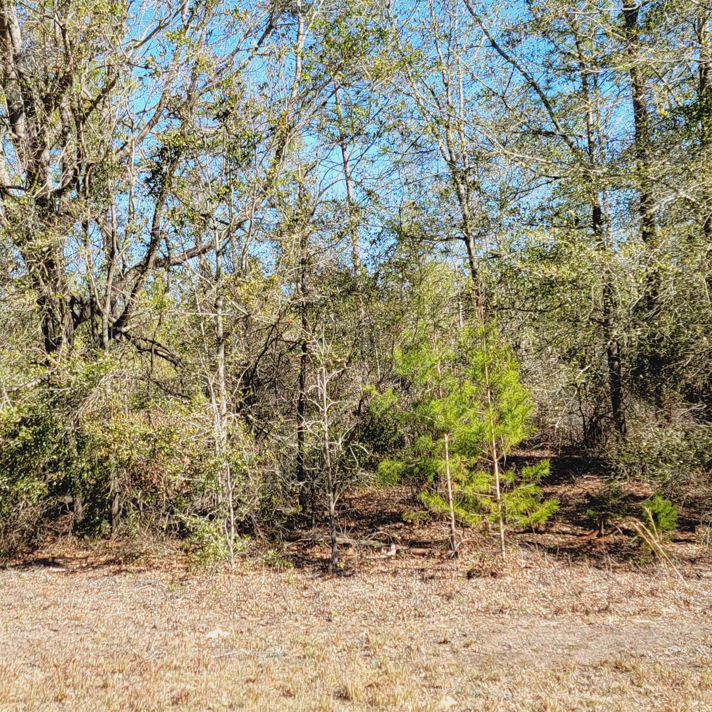 40 AC SE Winquepin Street, Lee, Florida image 9